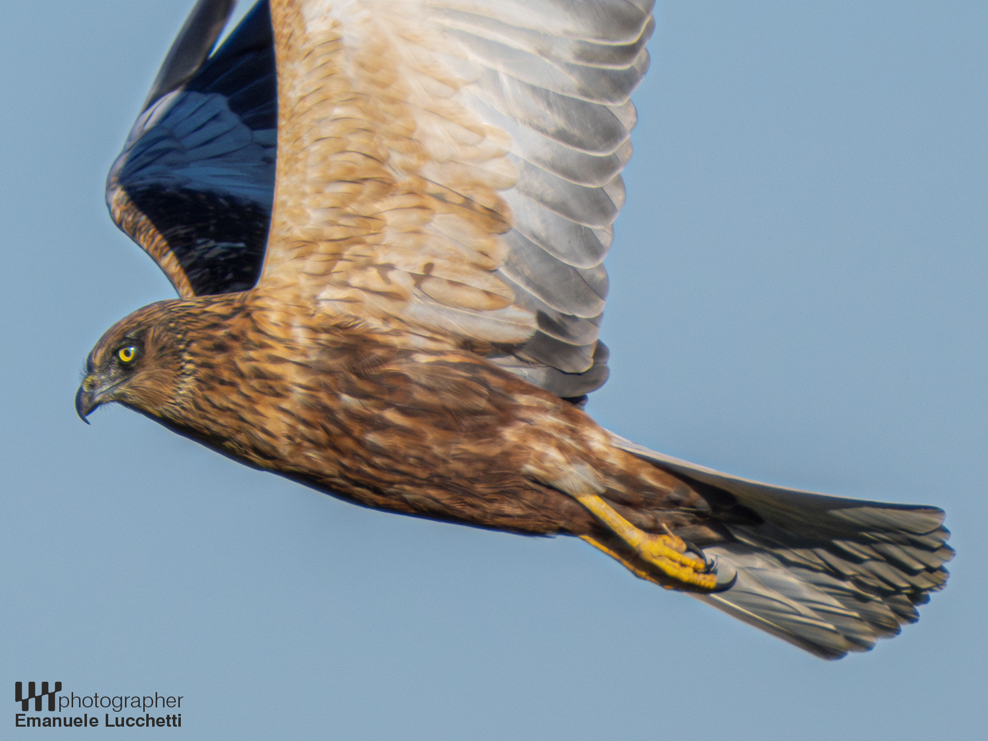 Marsh Harrier (Bad)