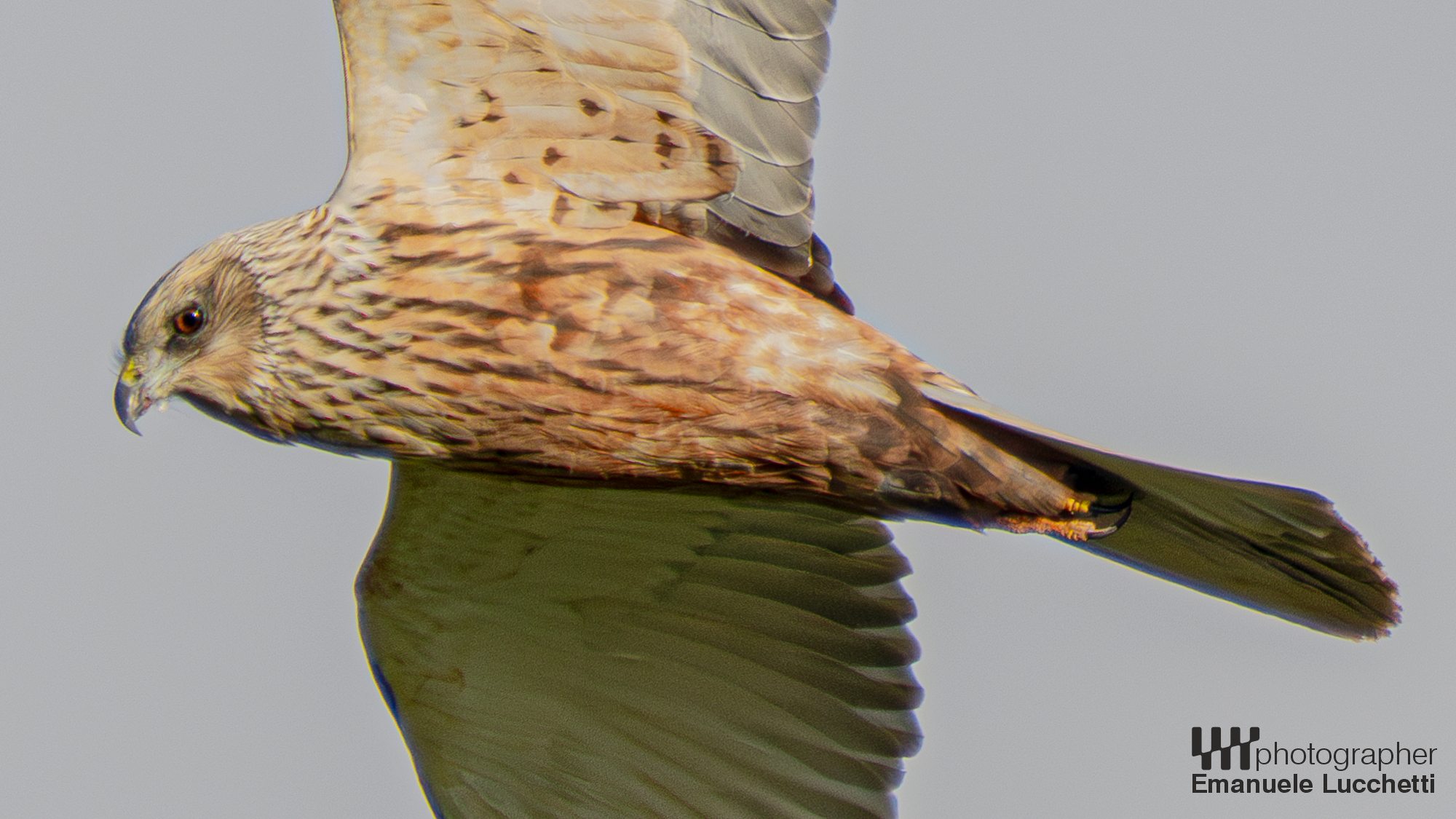 Marsh Harrier (Bad)