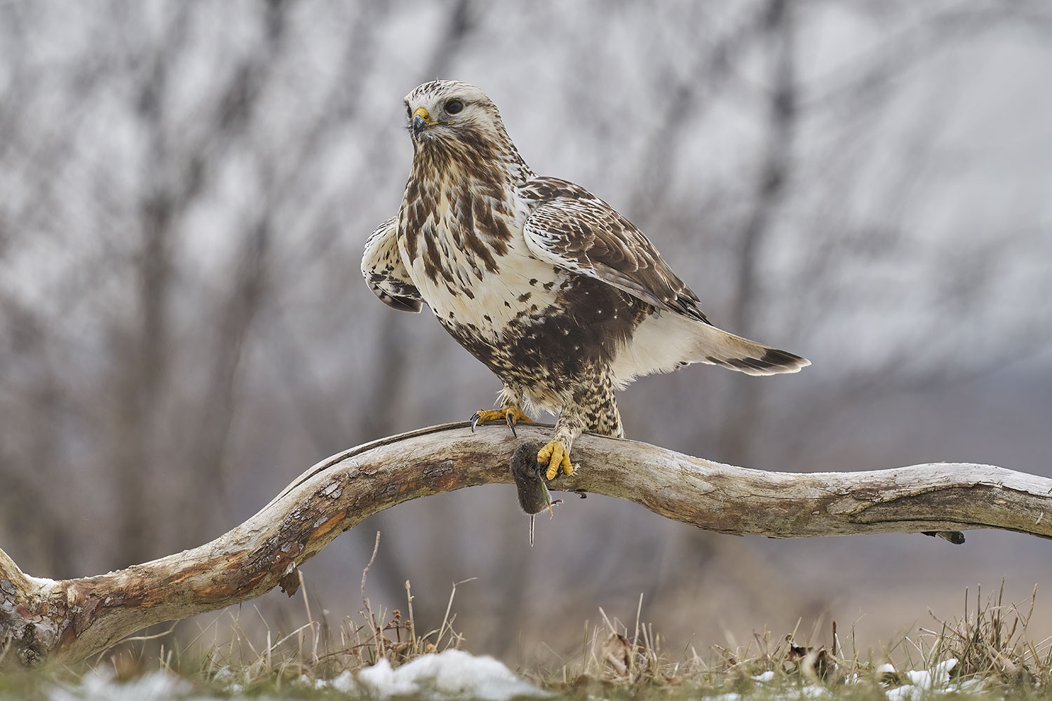 La poiana dalle zampe ruvide (Europa) (Buteo lagopus). Ukr