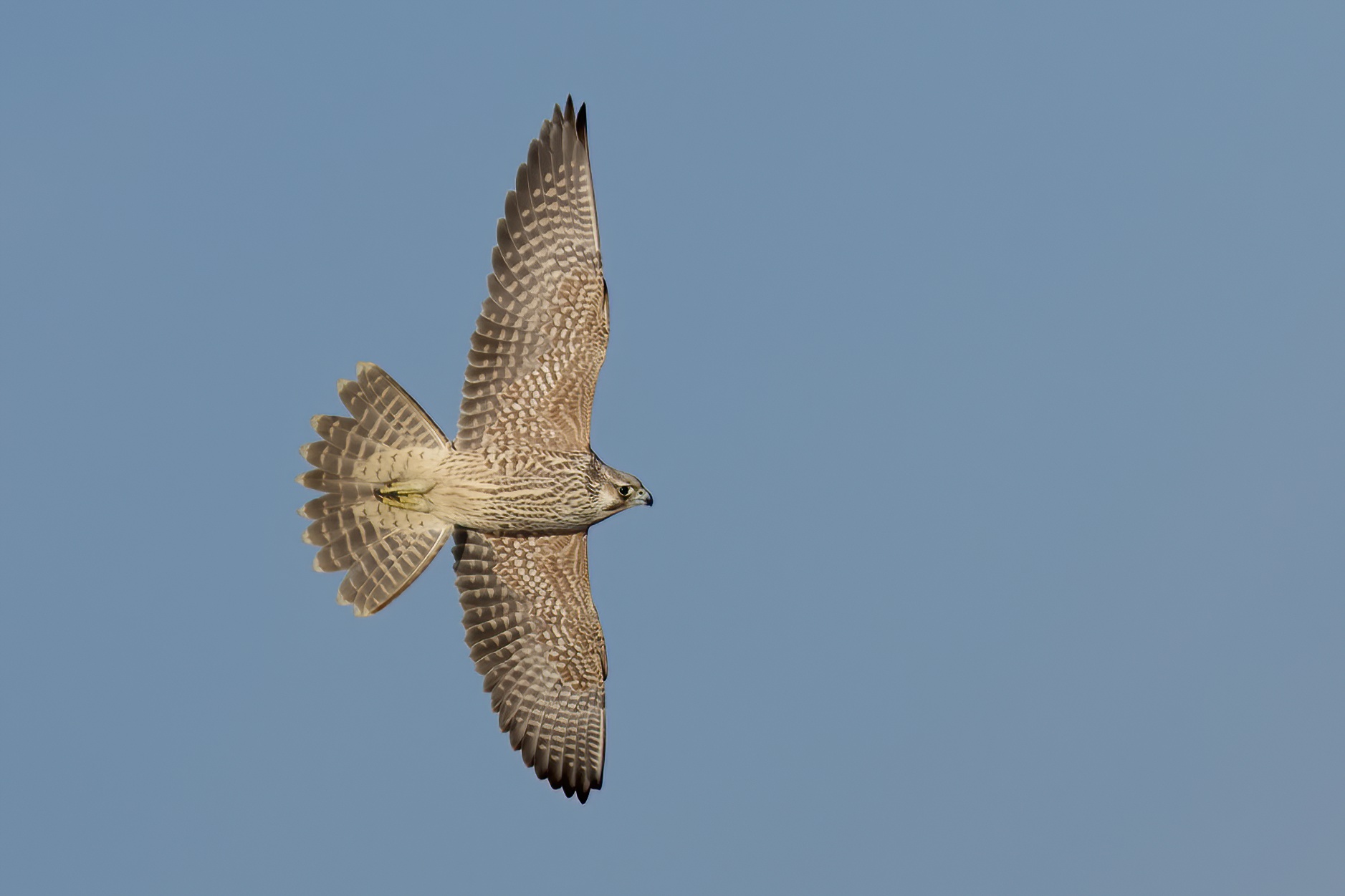 Falco pellegrino siberiano (Falco peregrinus calidus)