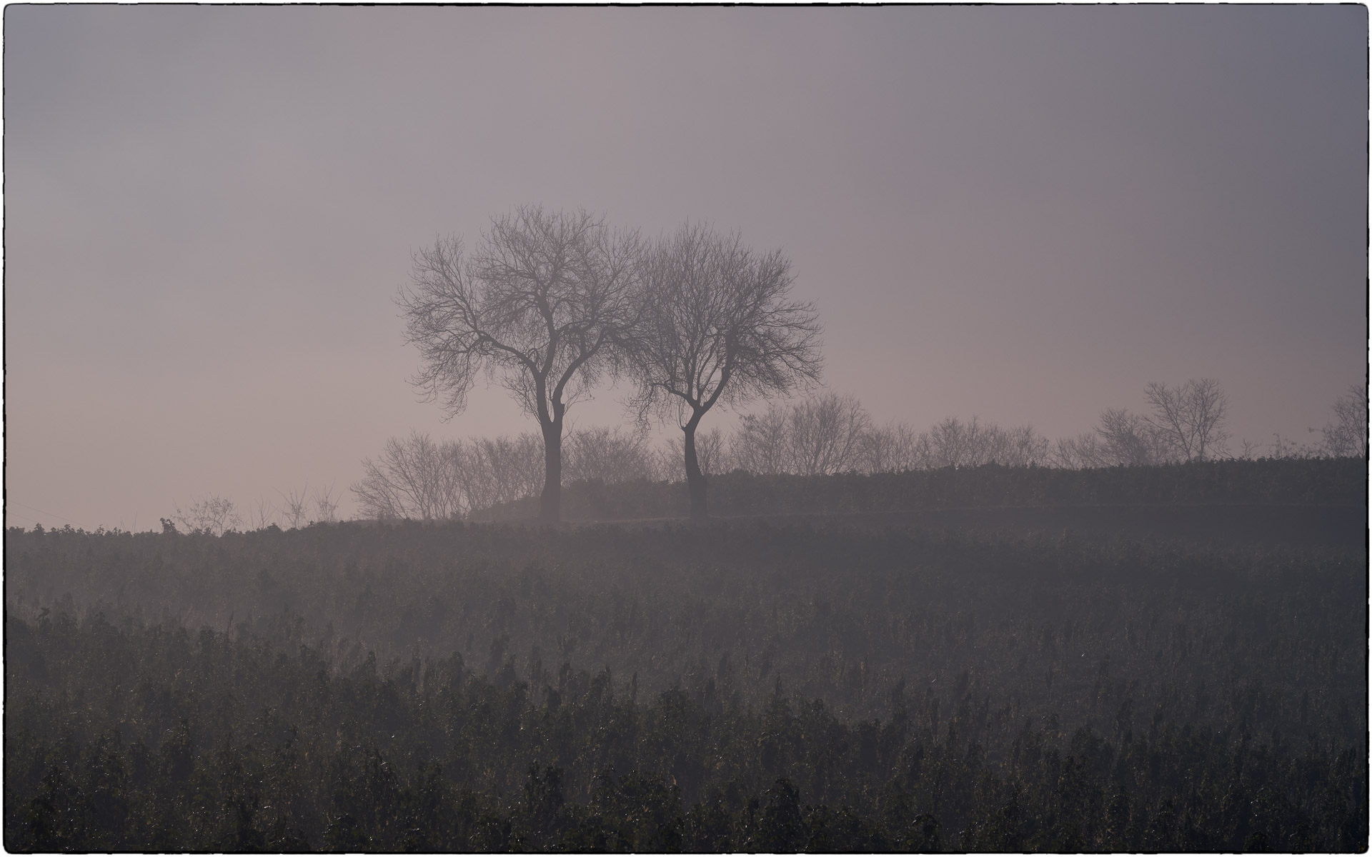 alberi nella foschia mattutina