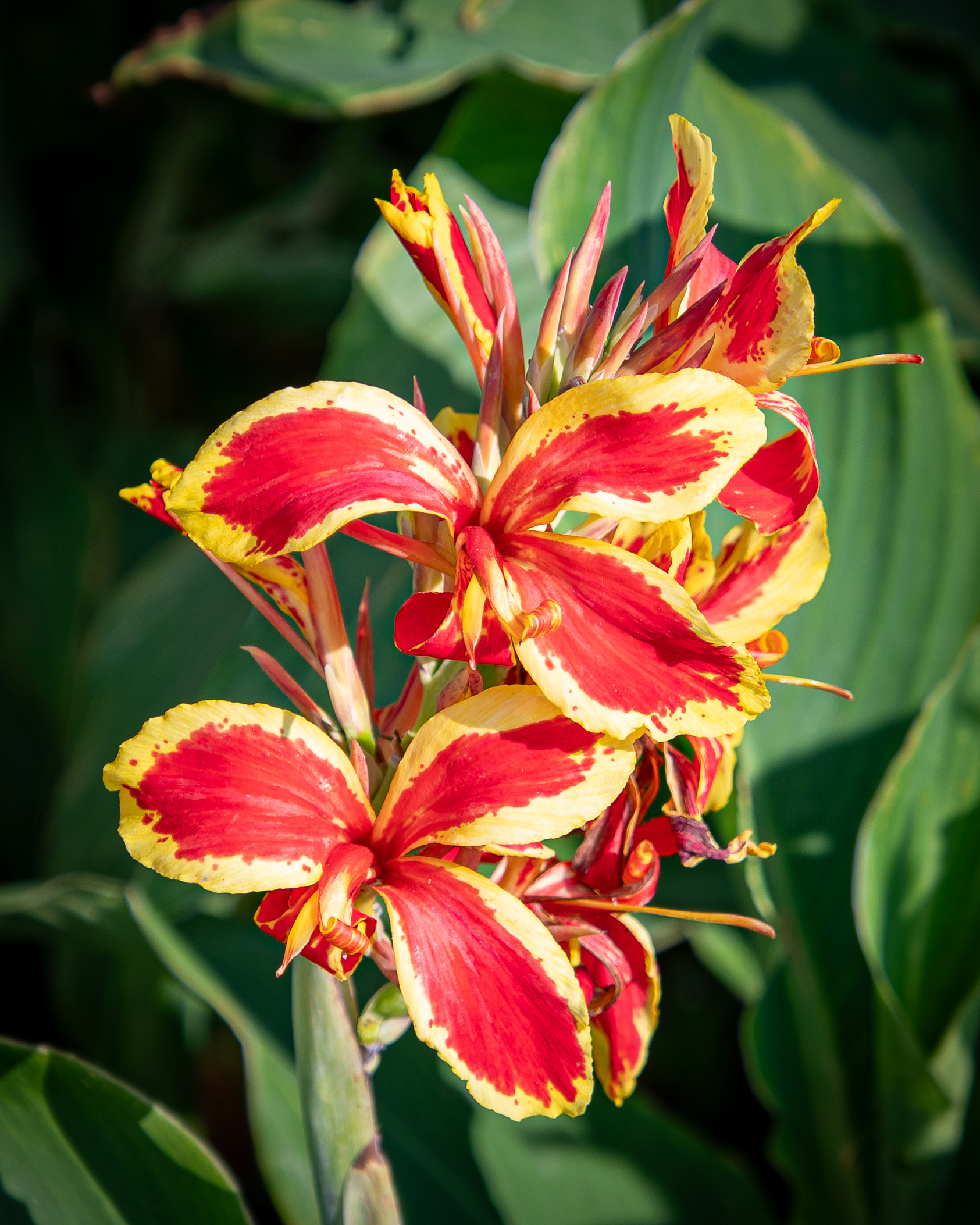 Canna indica