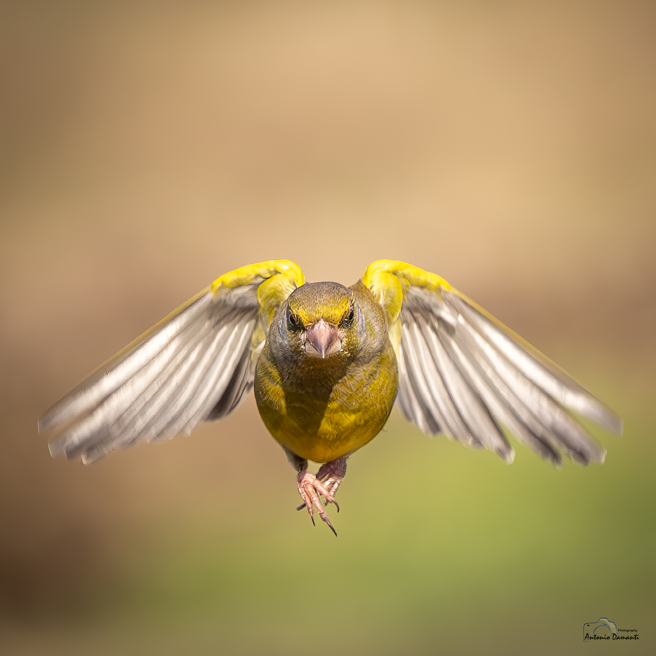 Greenfinch in frontal flight