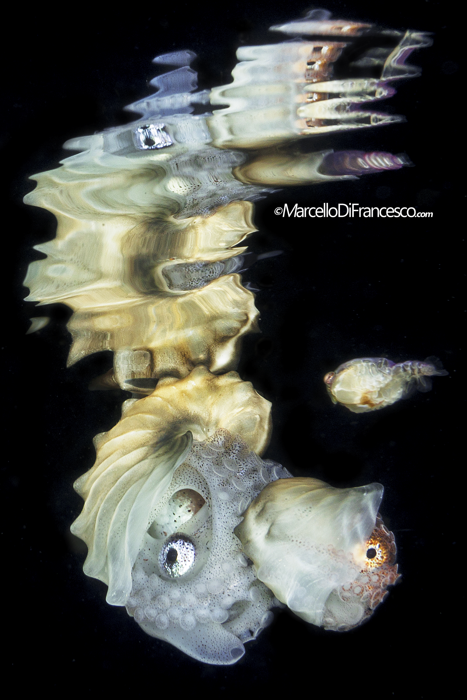 Paper Nautilus reflection