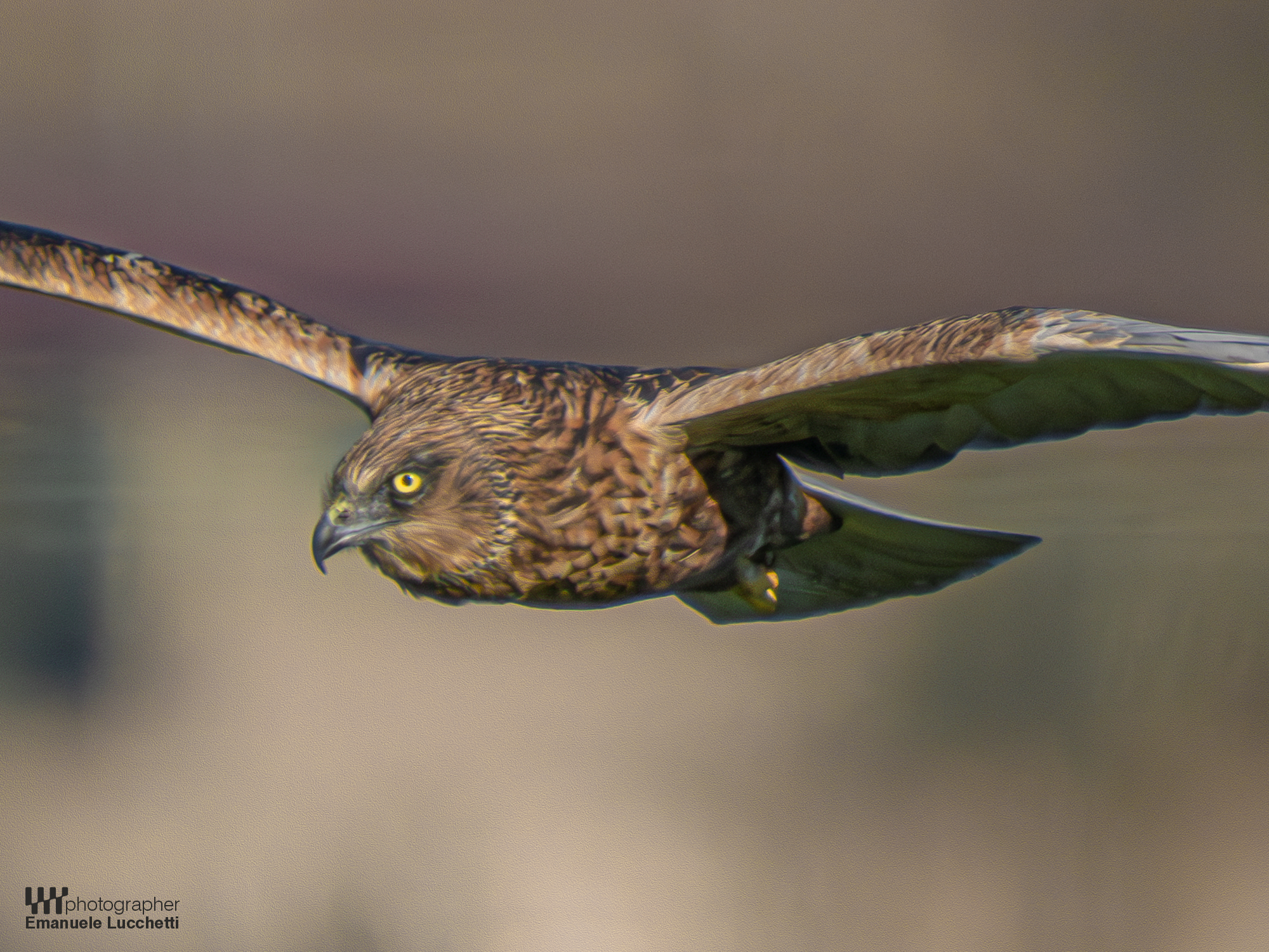 Marsh Harrier (Bad)