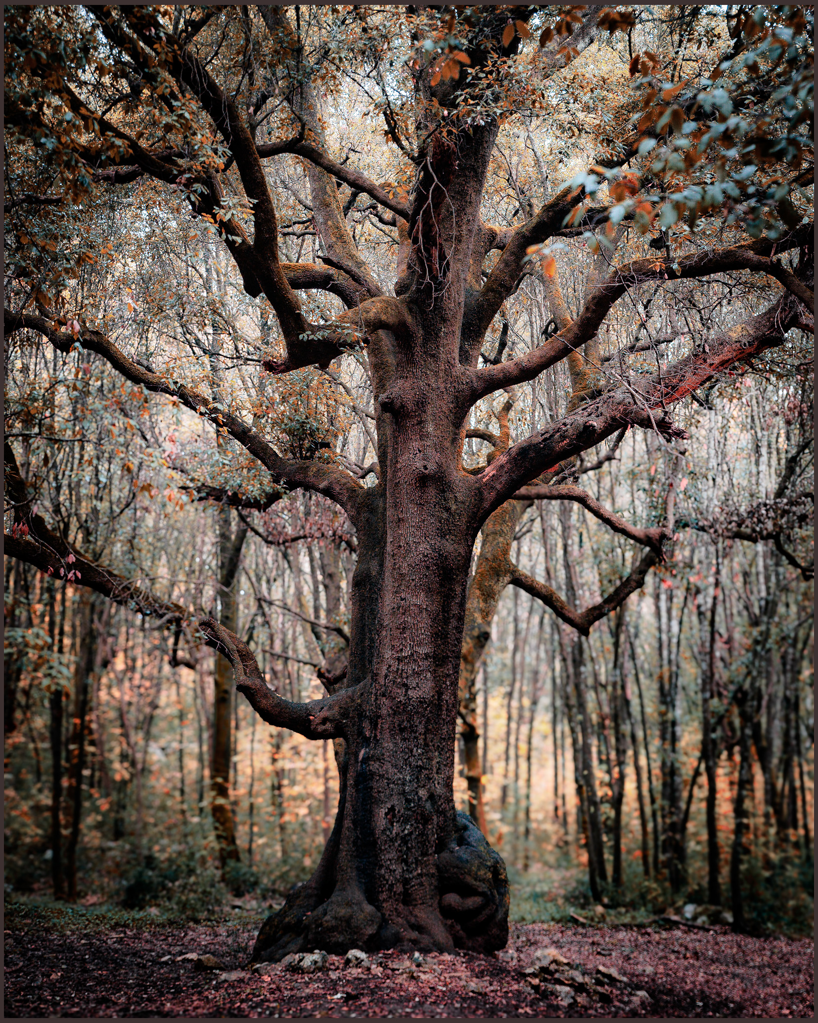 Albero del Capitano al Bosco delle Pianelle a Martina F