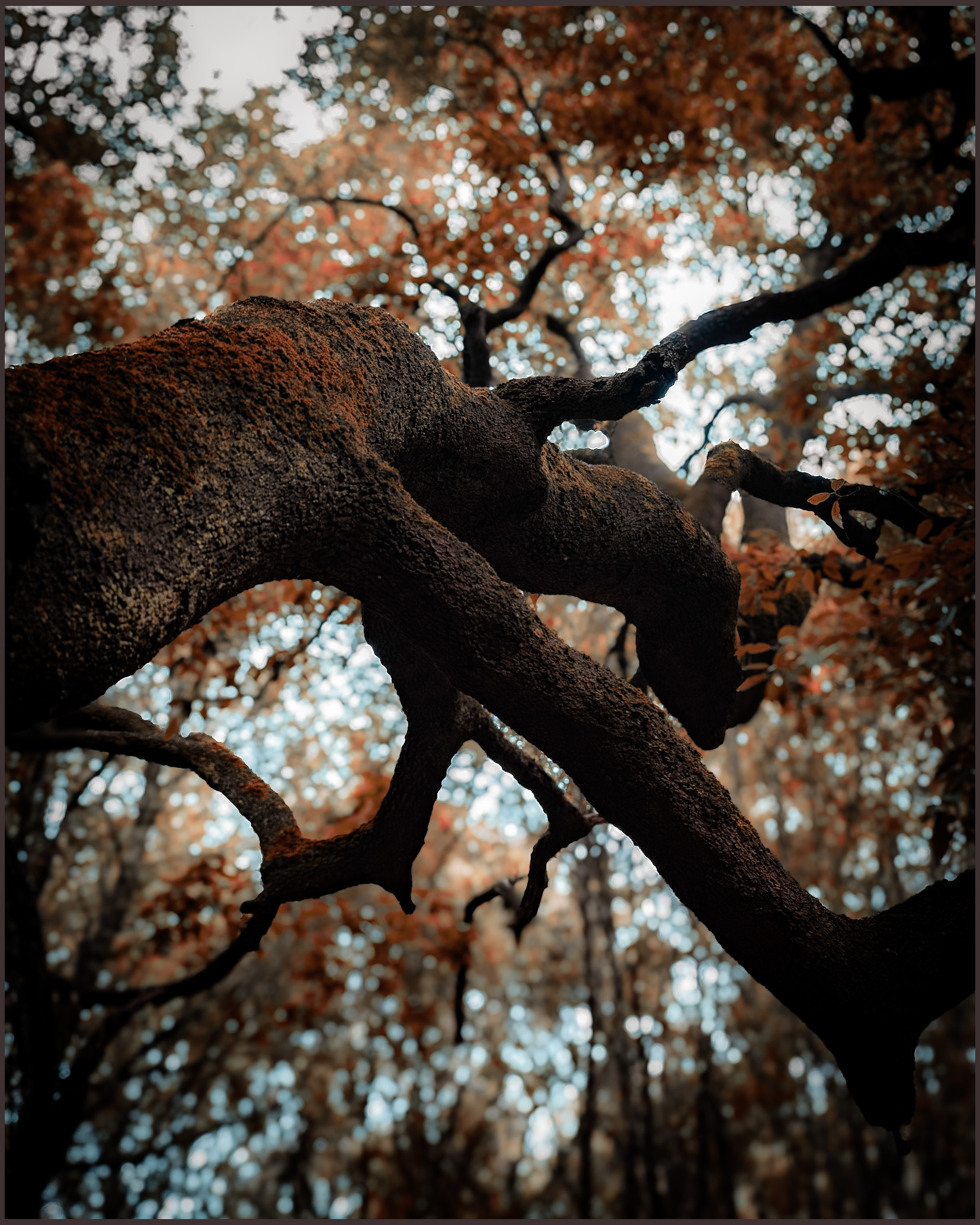 Albero del Capitano al Bosco delle Pianelle a Martina F