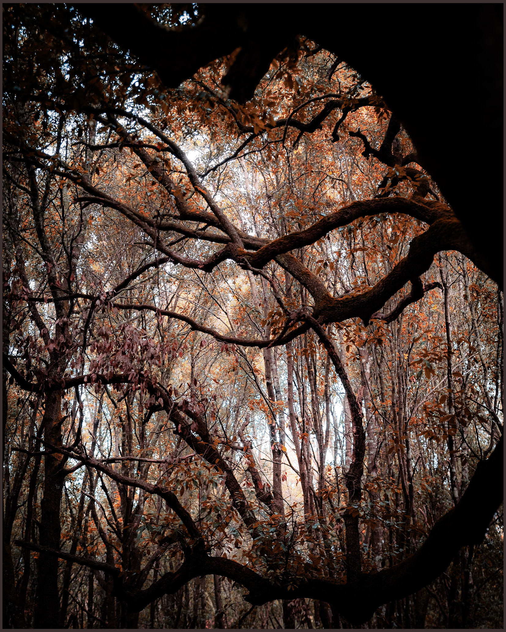 Albero del Capitano al Bosco delle Pianelle a Martina F