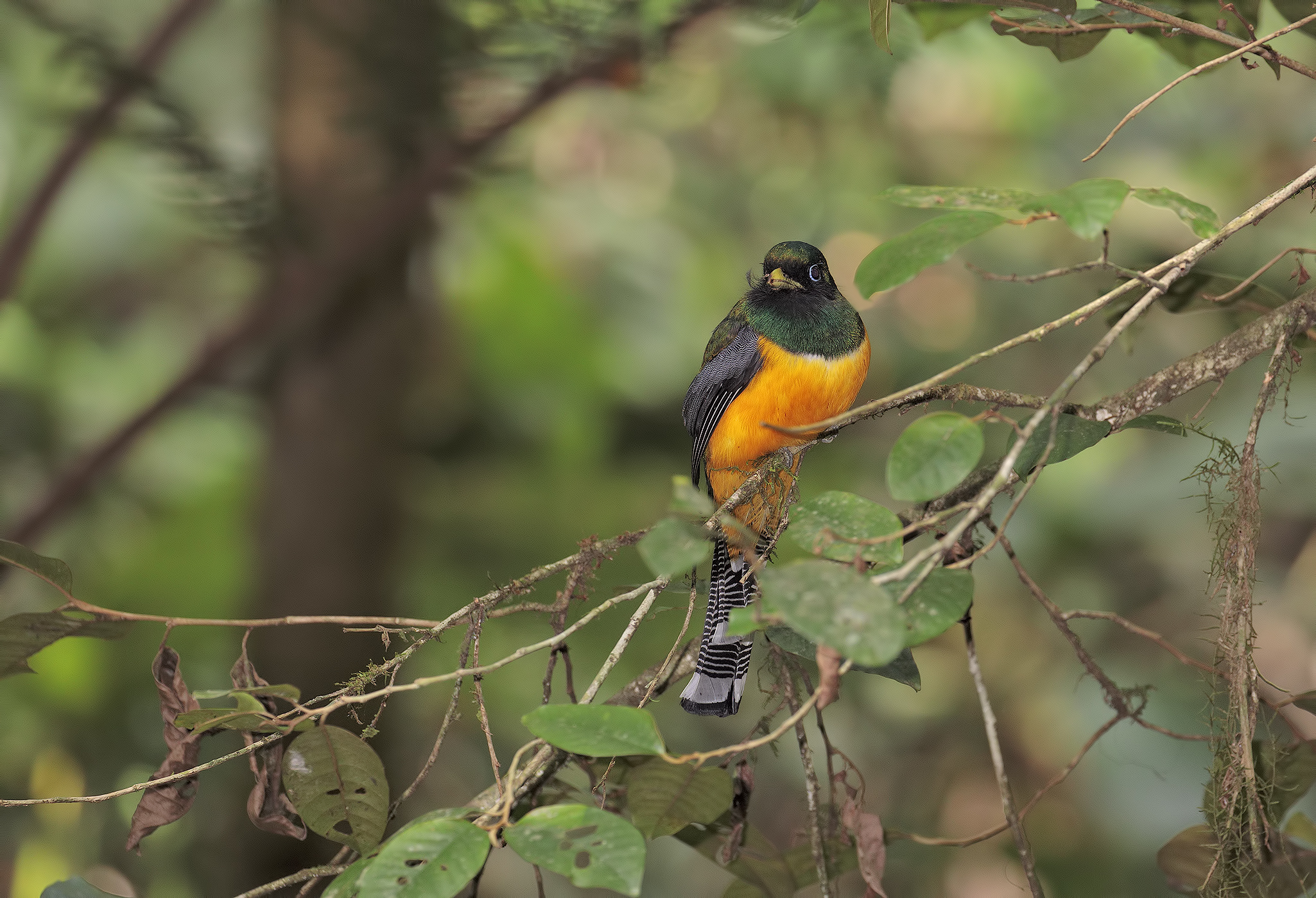 Trogone golanera (m.)