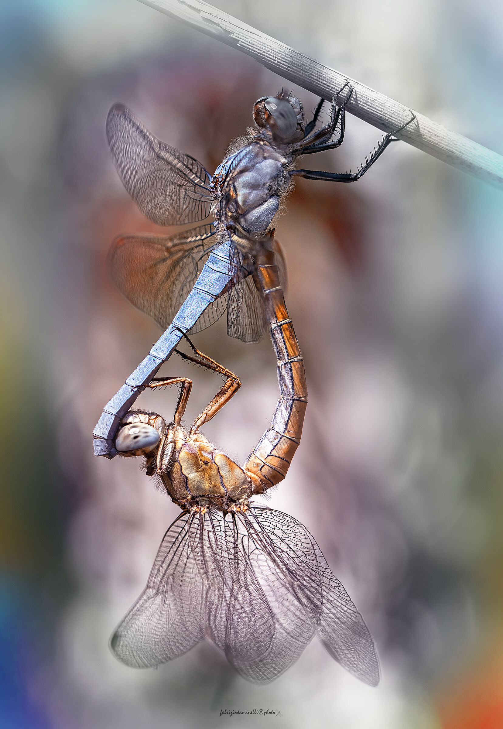Orthetrum brunneum - mating