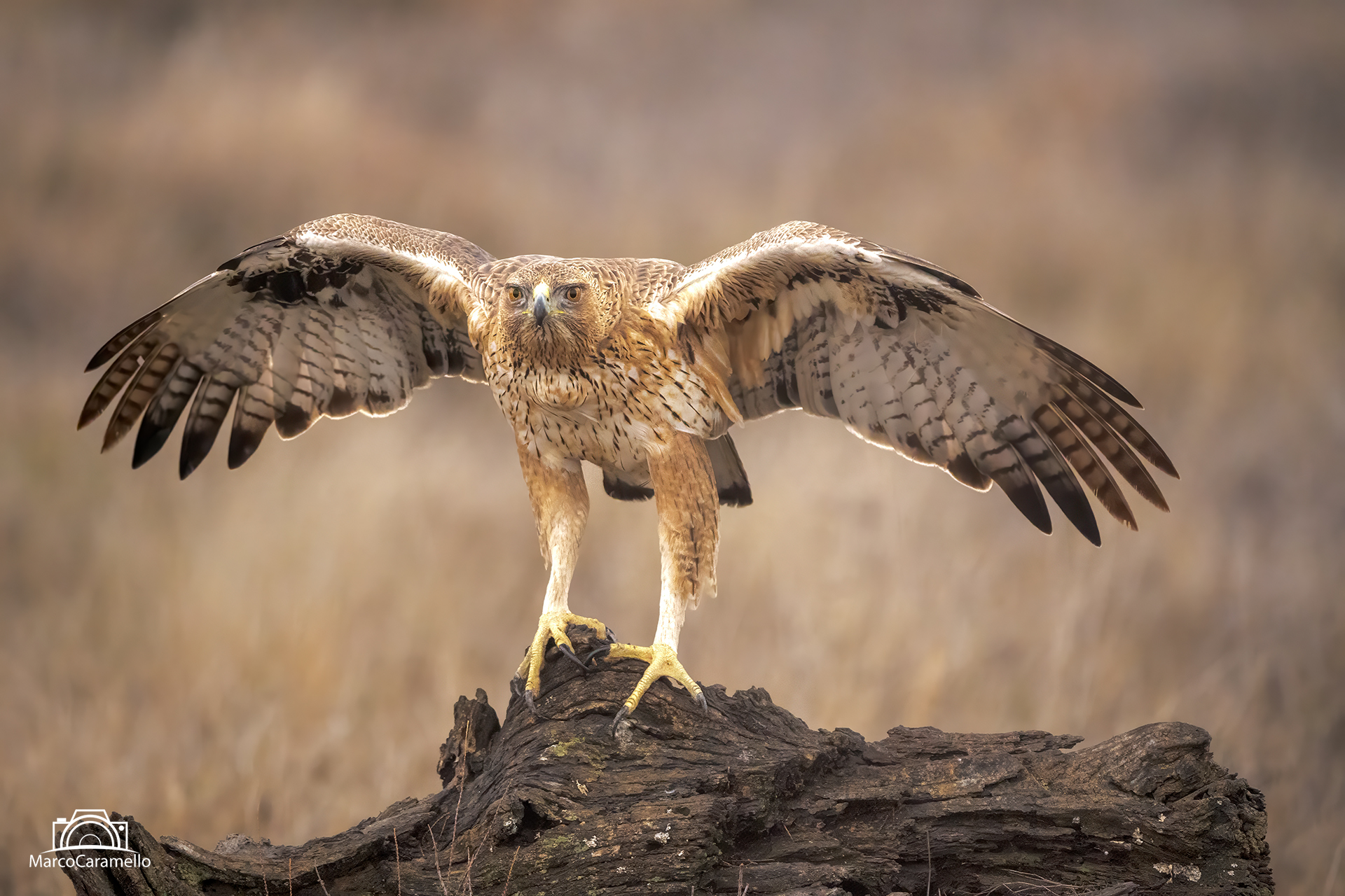 Aquila di Bonelli