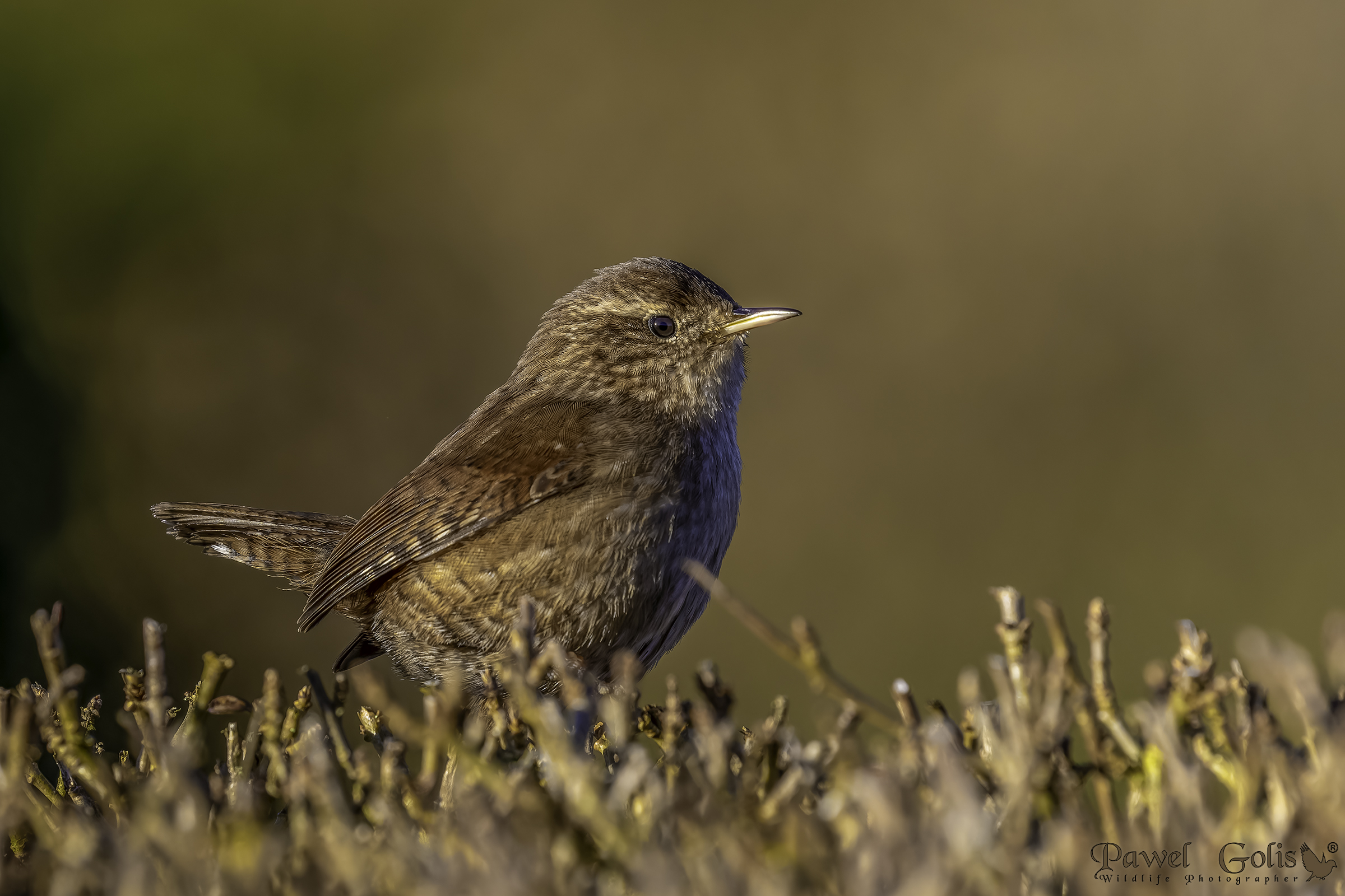 Scricciolo ( Troglodytes troglodytes )