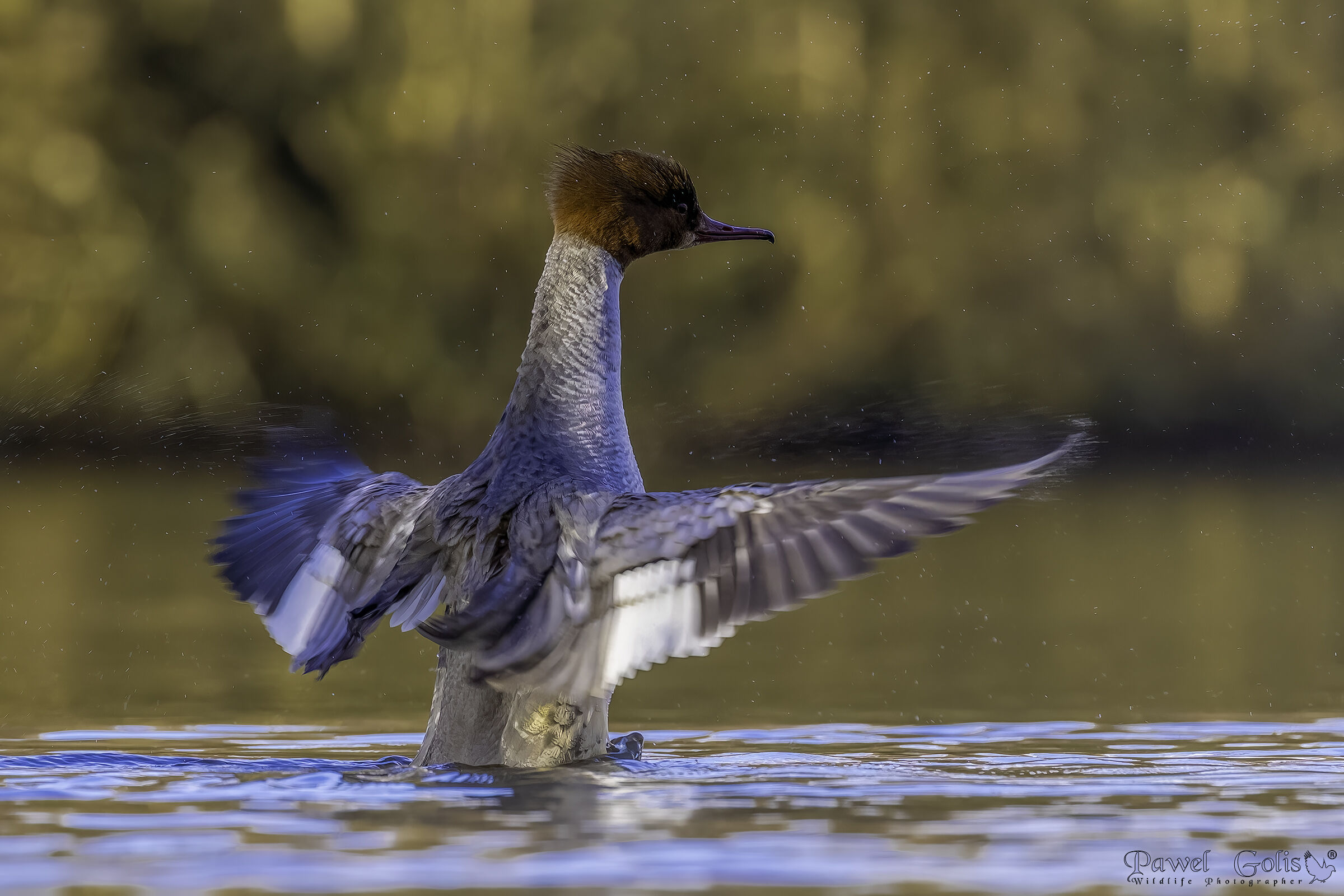 Smergo maggiore (Smergo maggiore)