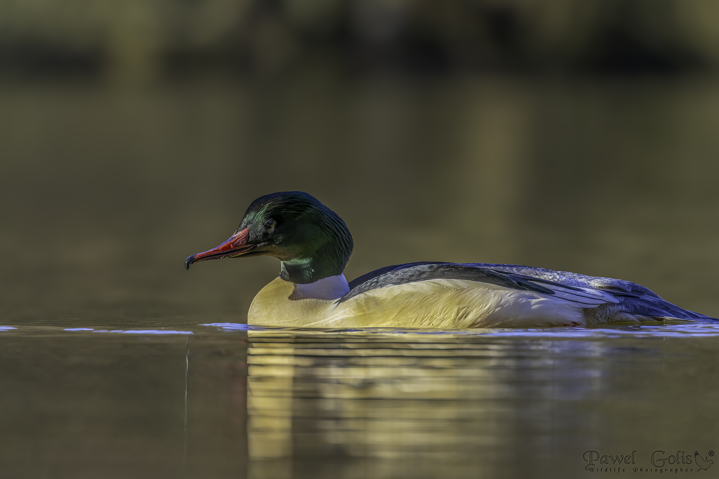 Smergo maggiore (Smergo maggiore)