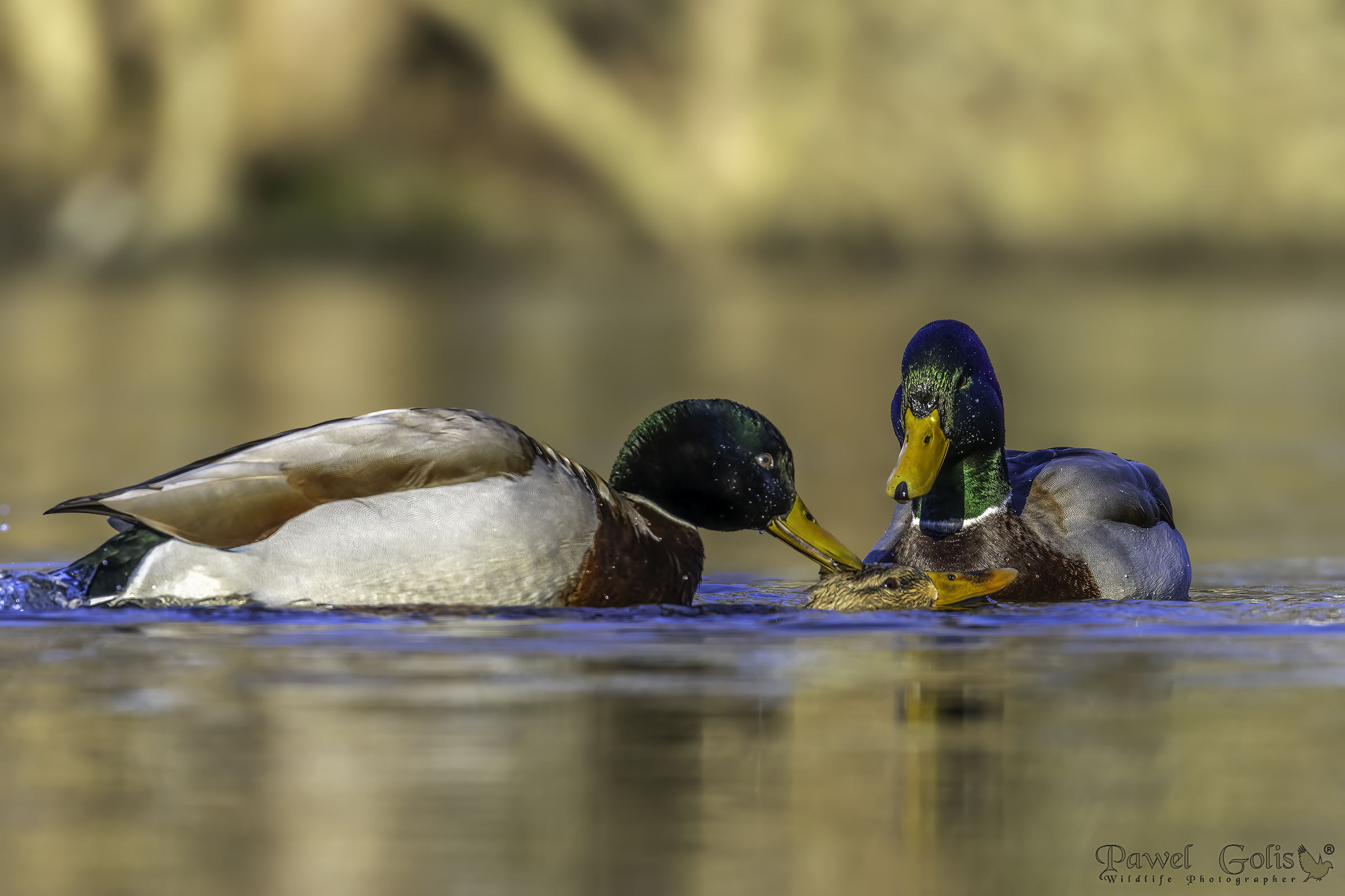 Germano reale (Anas platyrhynchos)