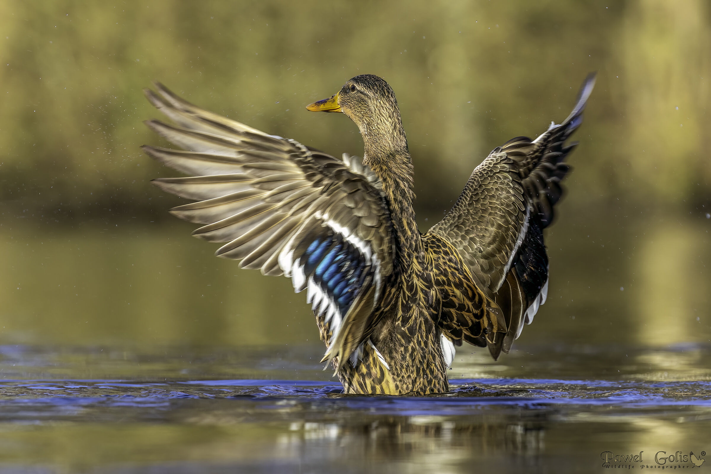 Germano reale (Anas platyrhynchos)
