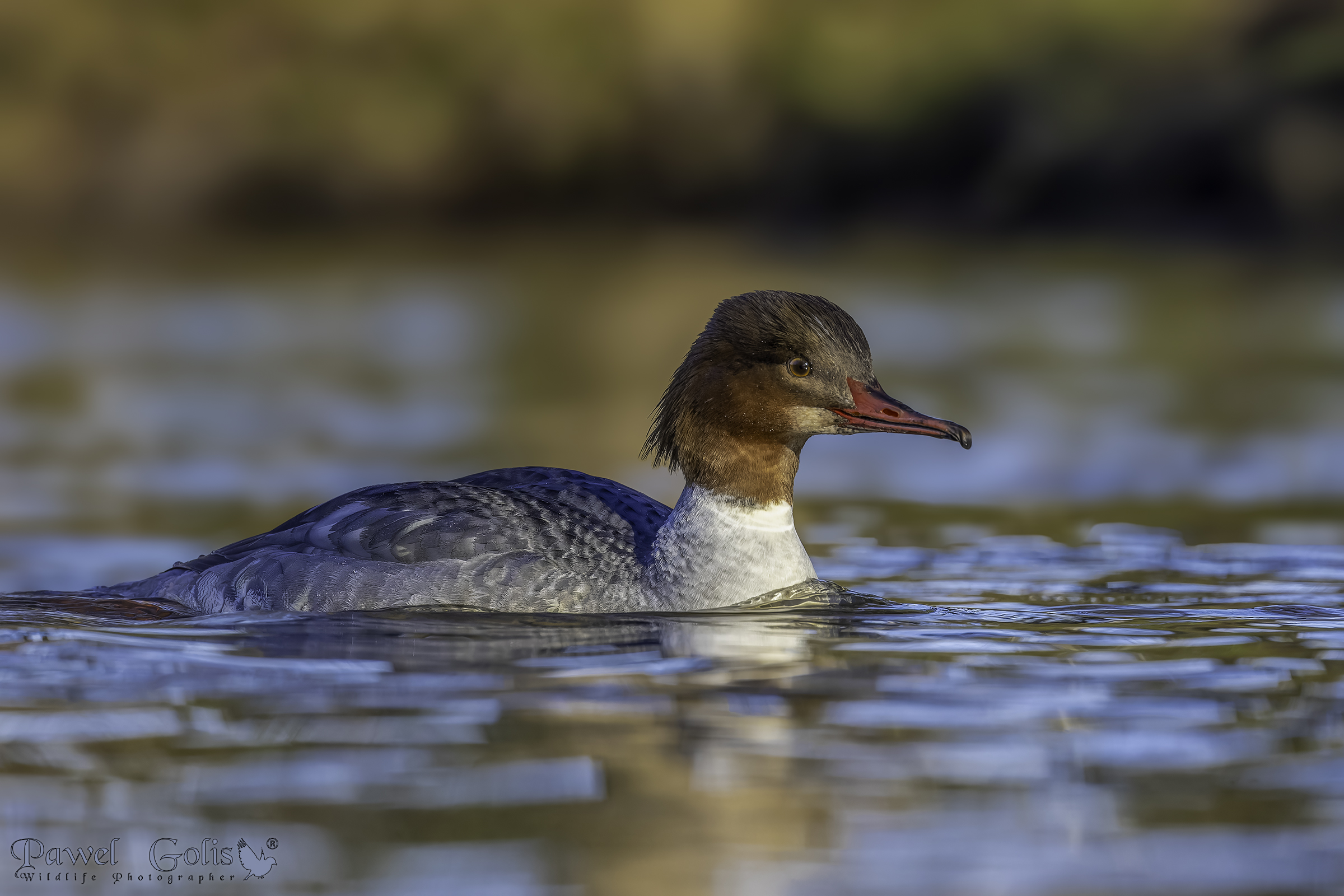 Smergo maggiore (Smergo maggiore)