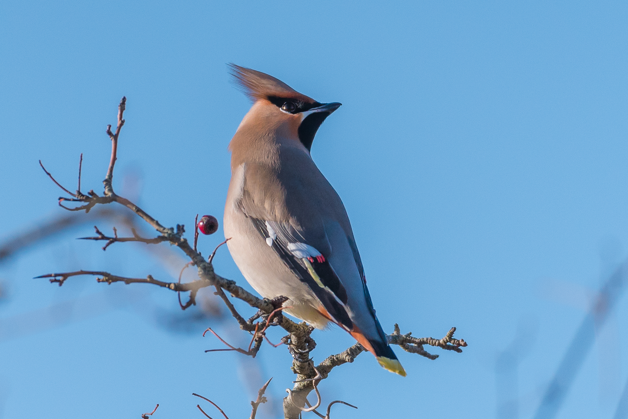 Waxwing