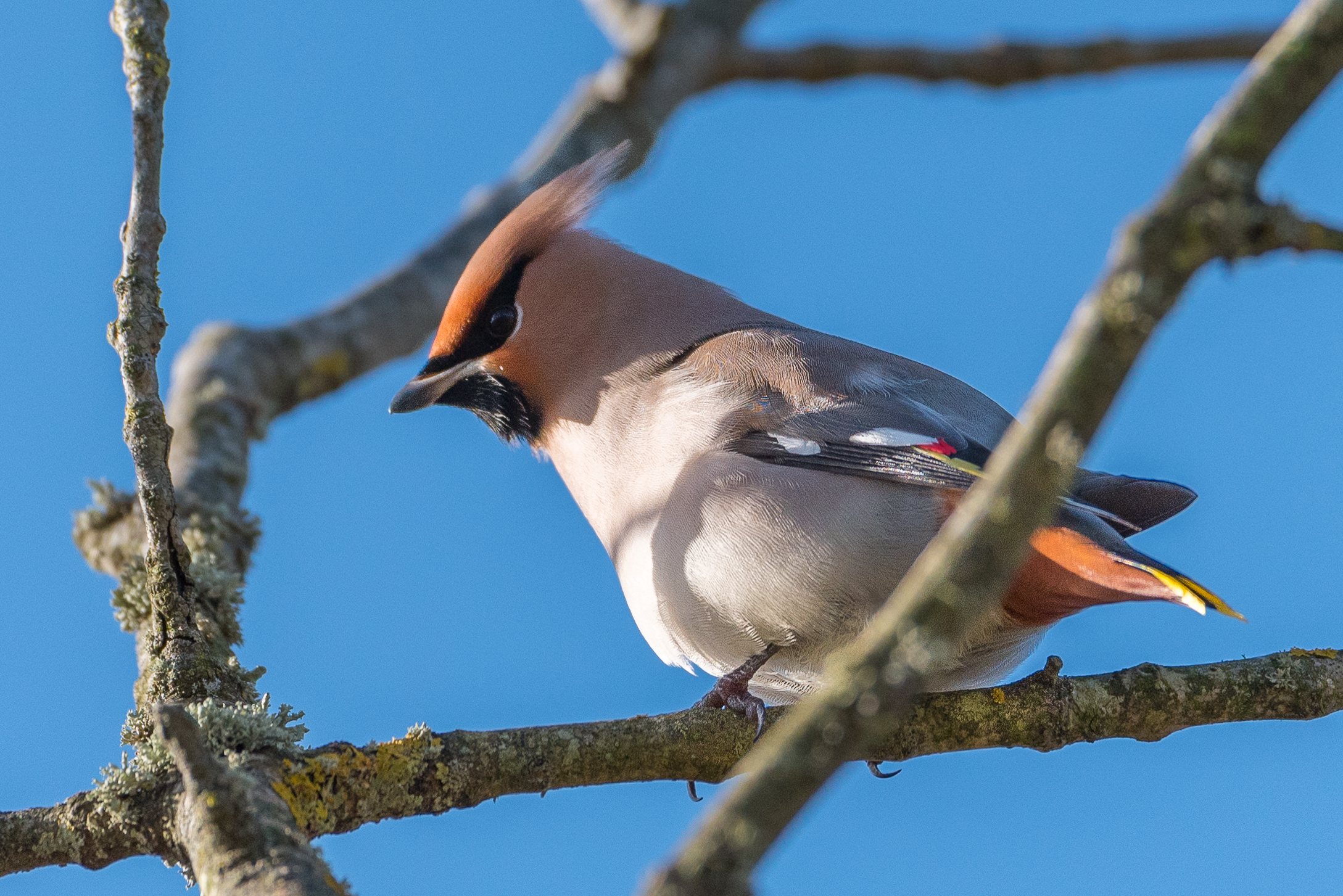 Waxwing