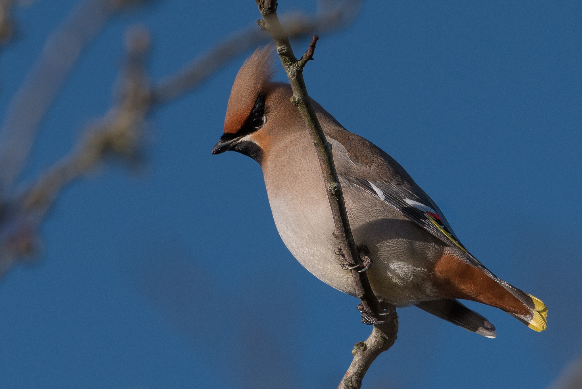 Waxwing