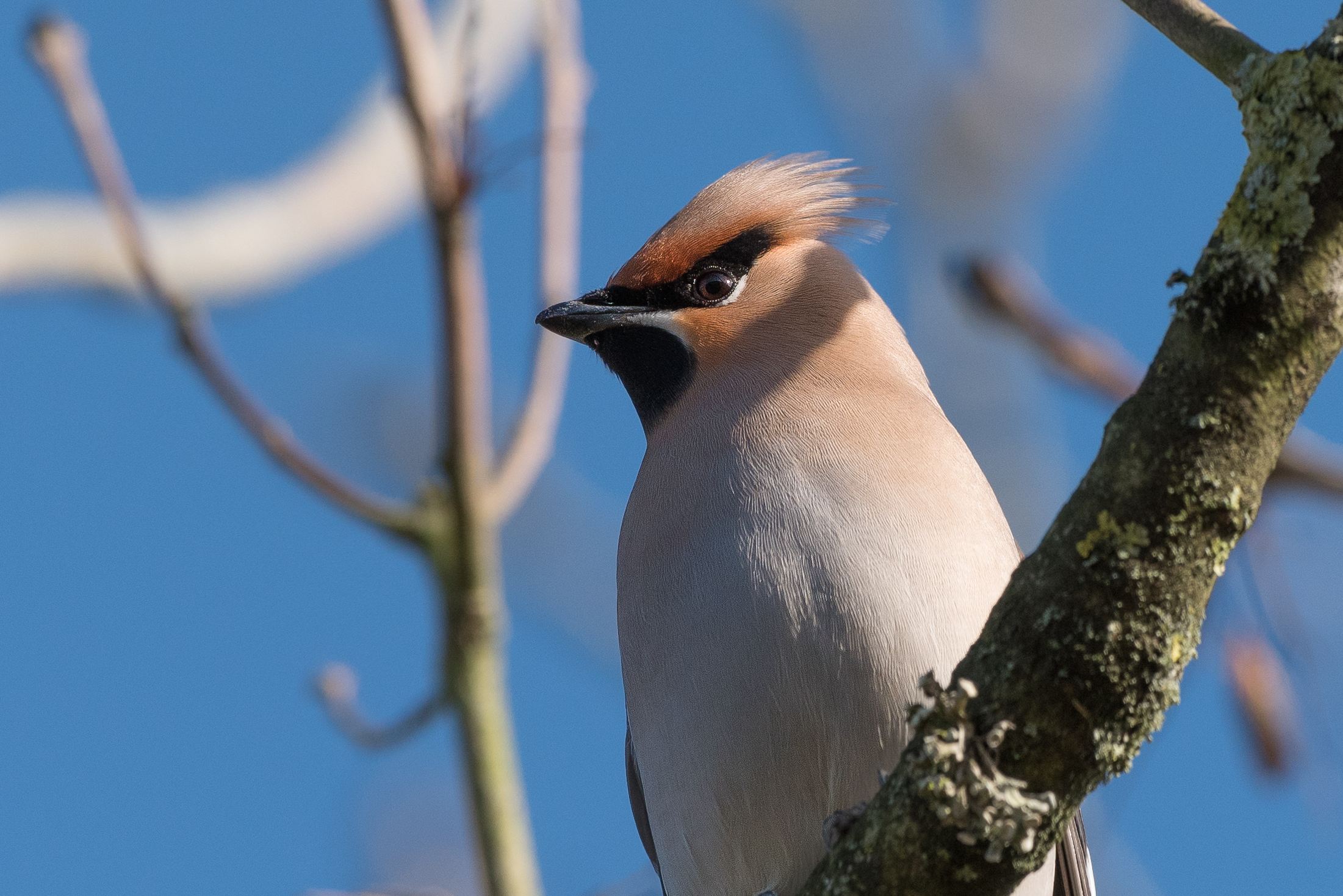 Waxwing