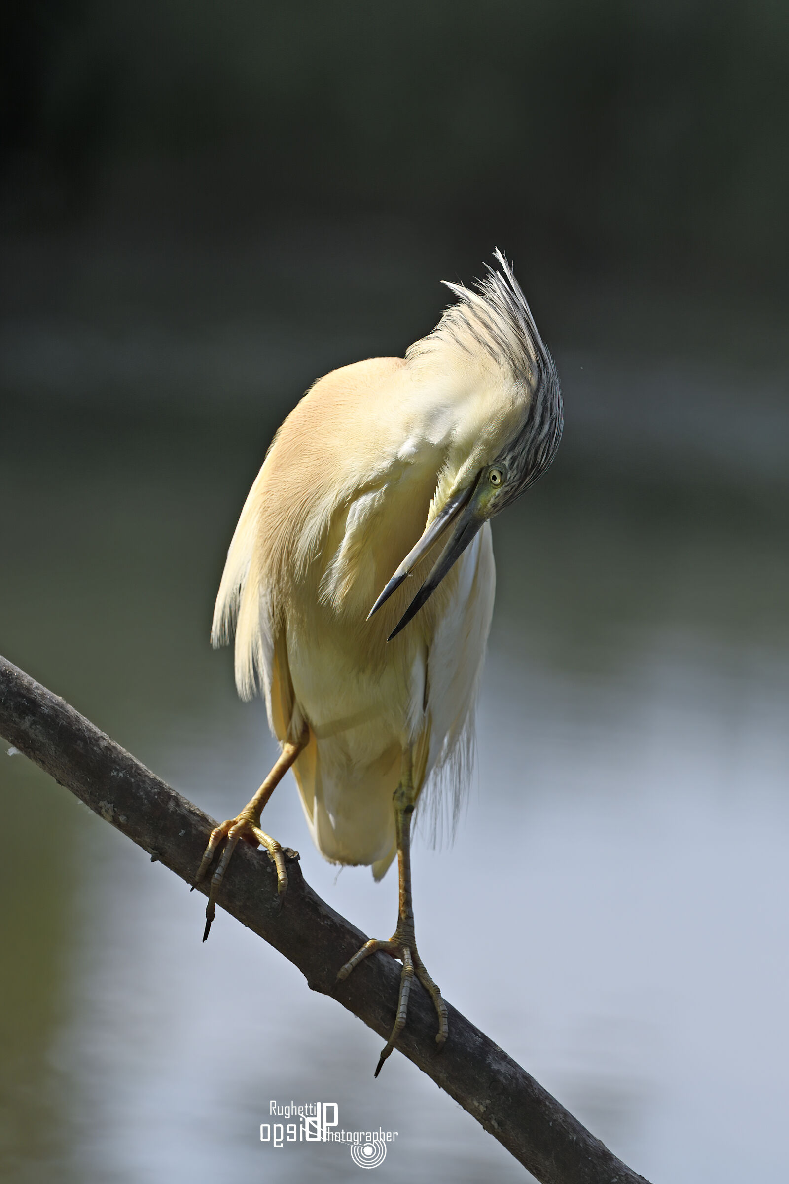 Squacco heron
