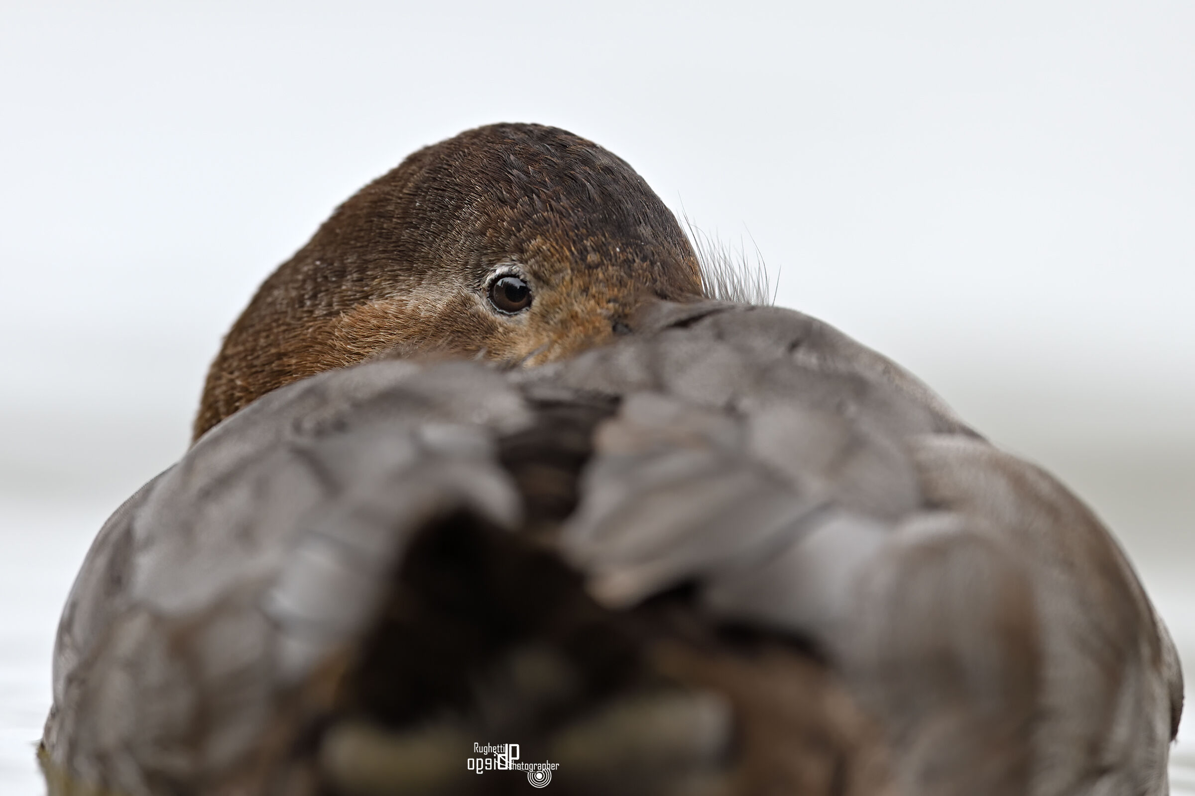 Common pochard