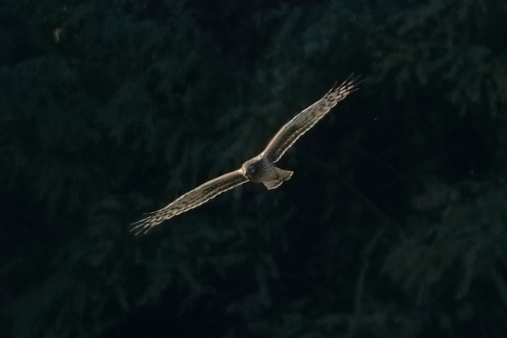 Albanella reale novembre 2023