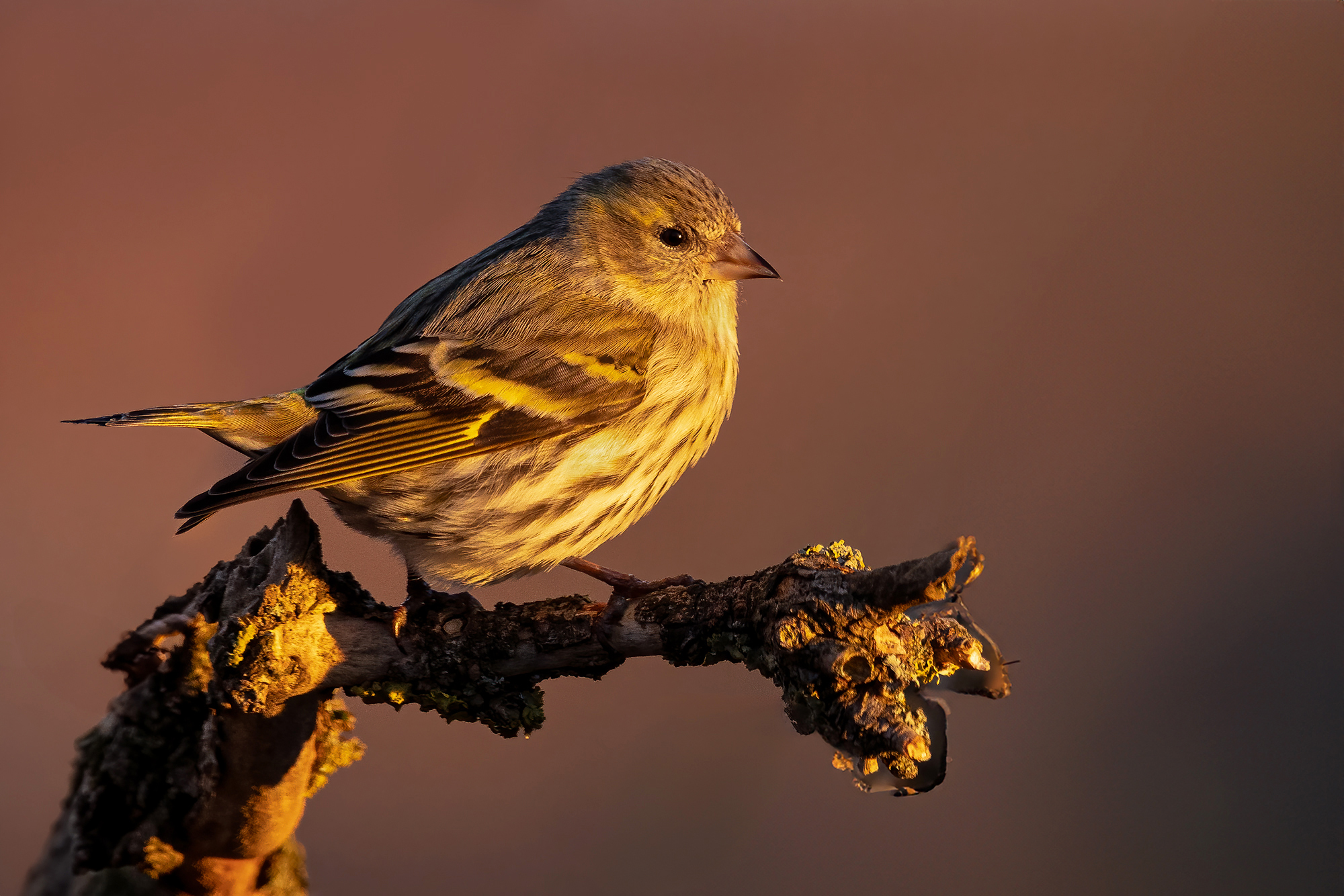Snail in the first sun