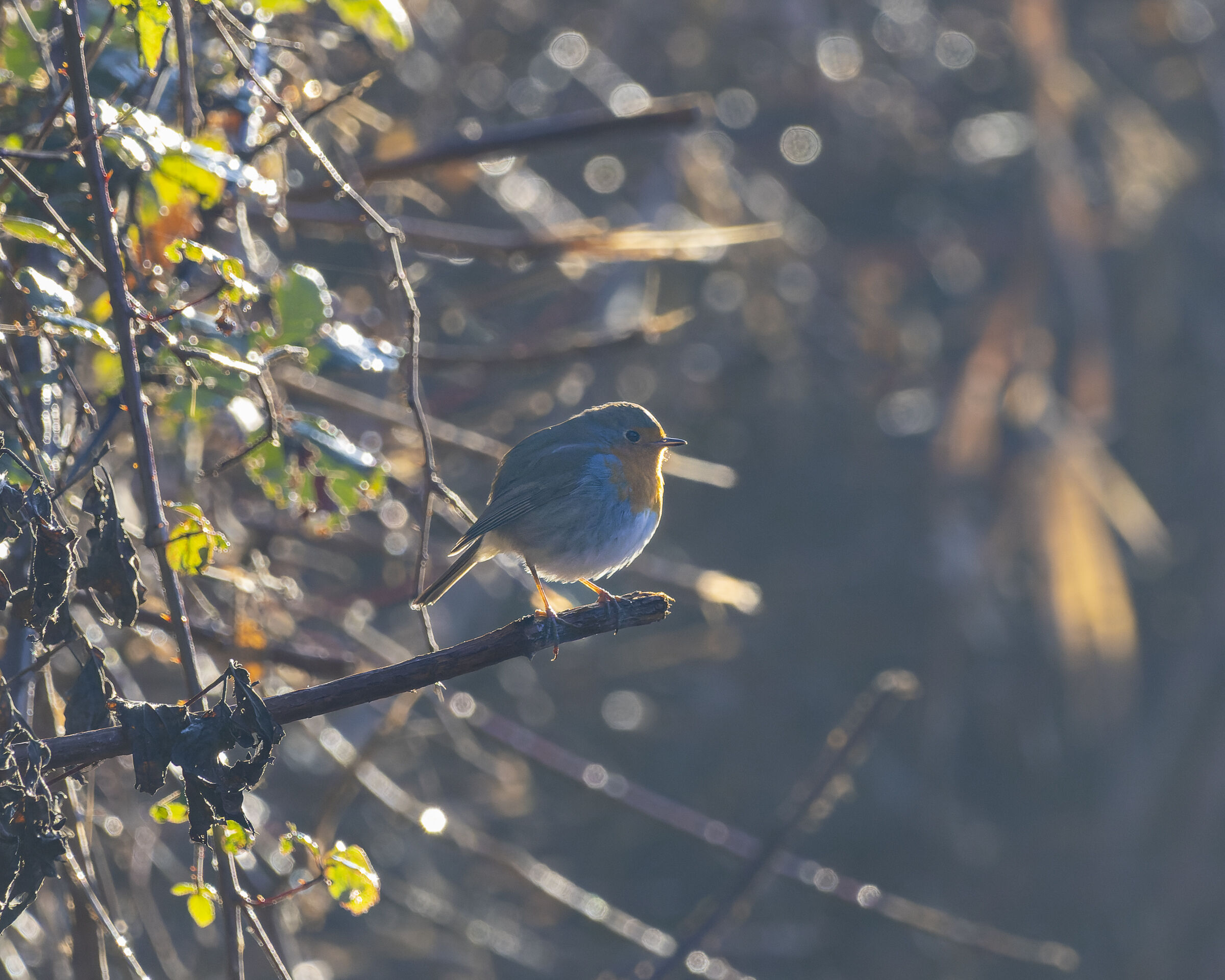 Immancabile Pettirosso
