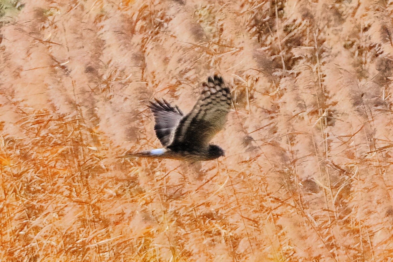 Hen Harrier 15-11-2023