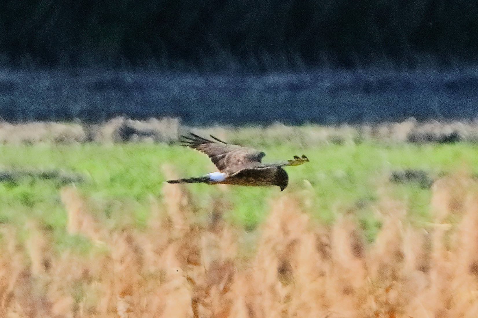 Hen Harrier 15-11-2023