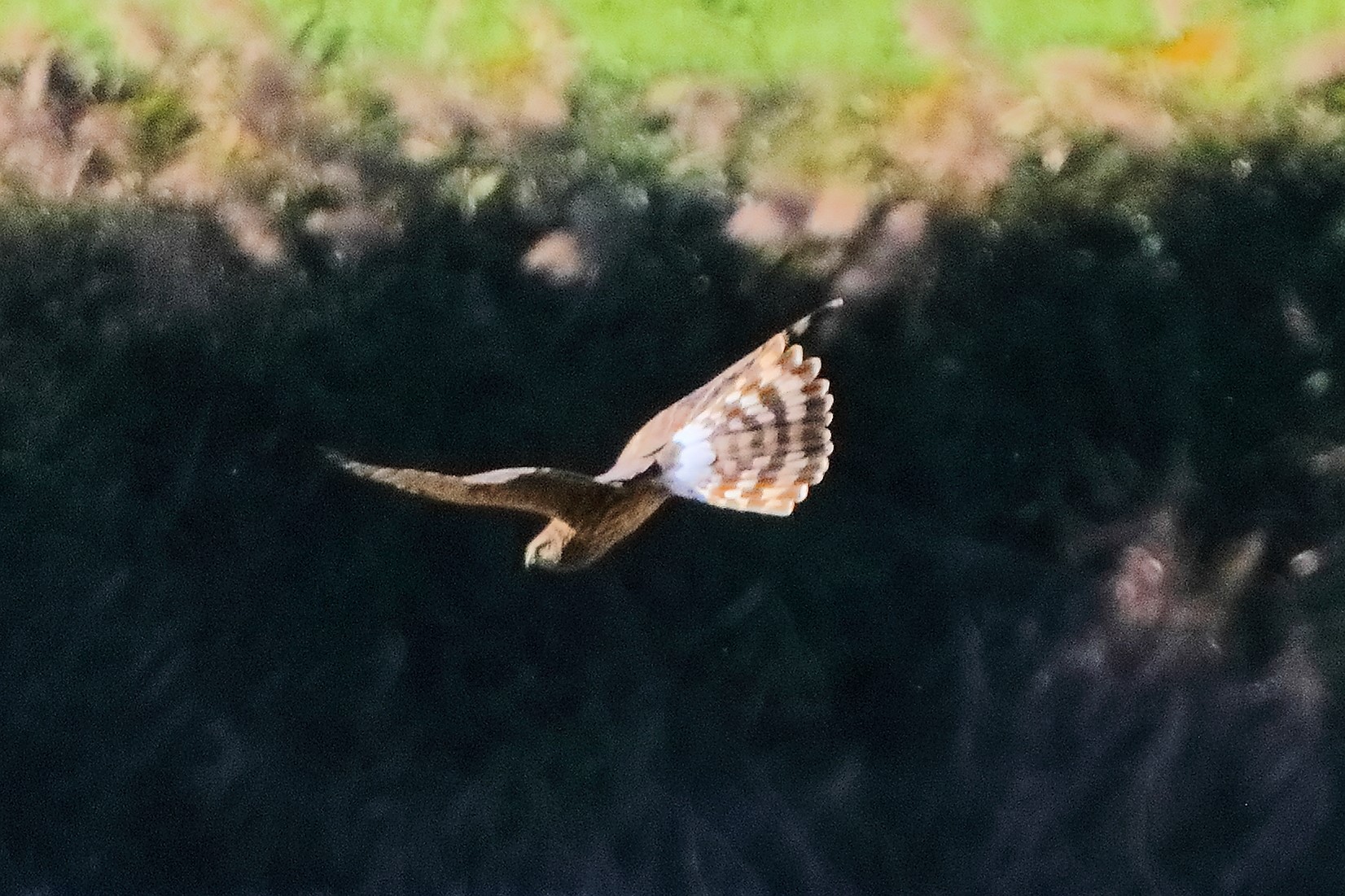 Hen Harrier 15-11-2023