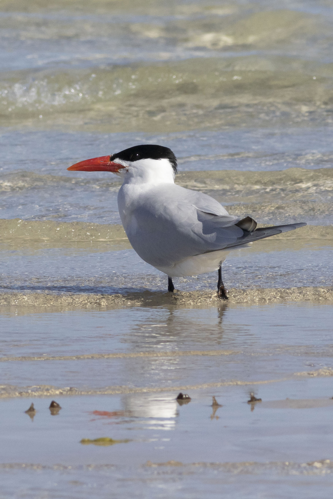 Sterna maggiore si riposa
