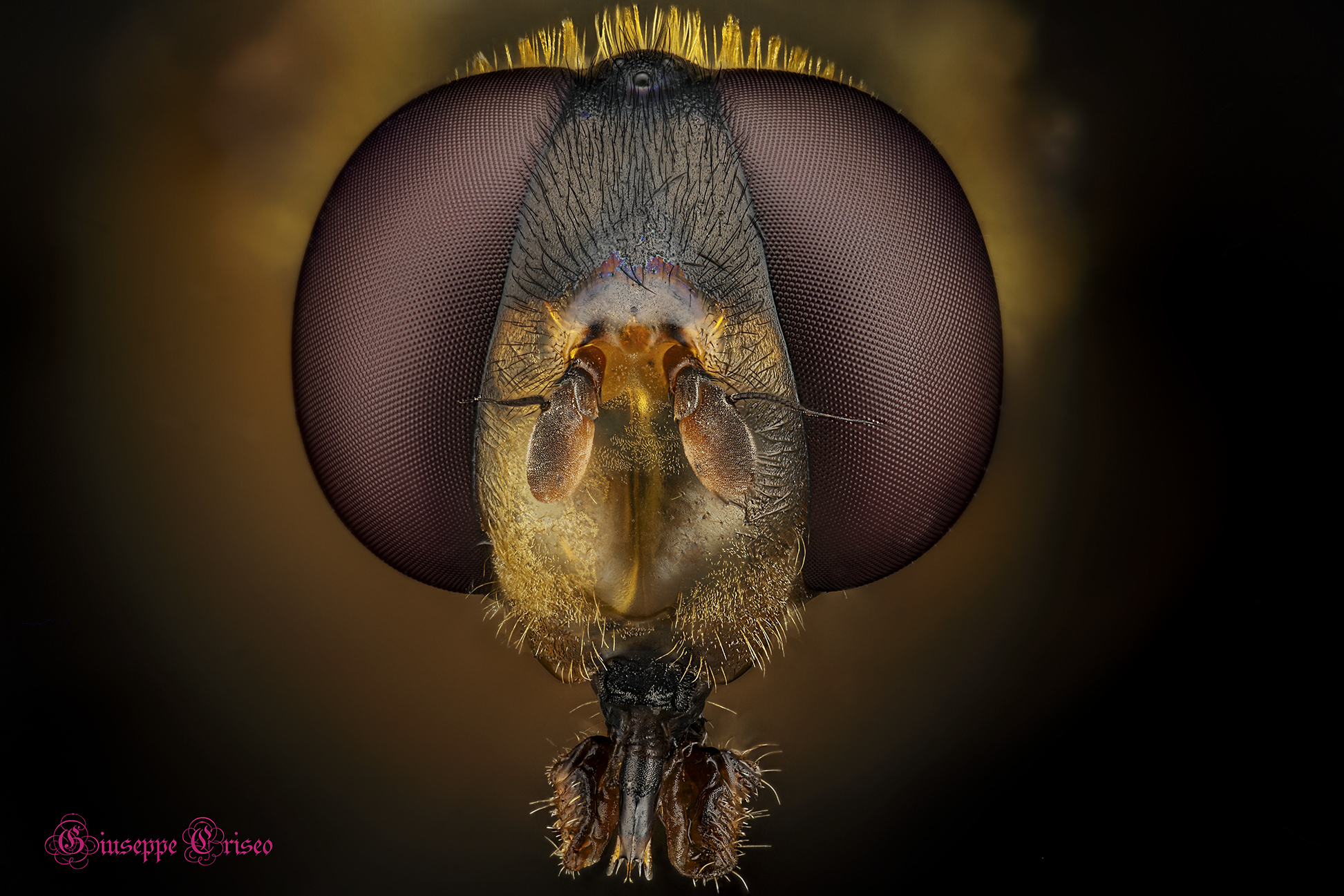 Helophilus pendulus, Sirphidae