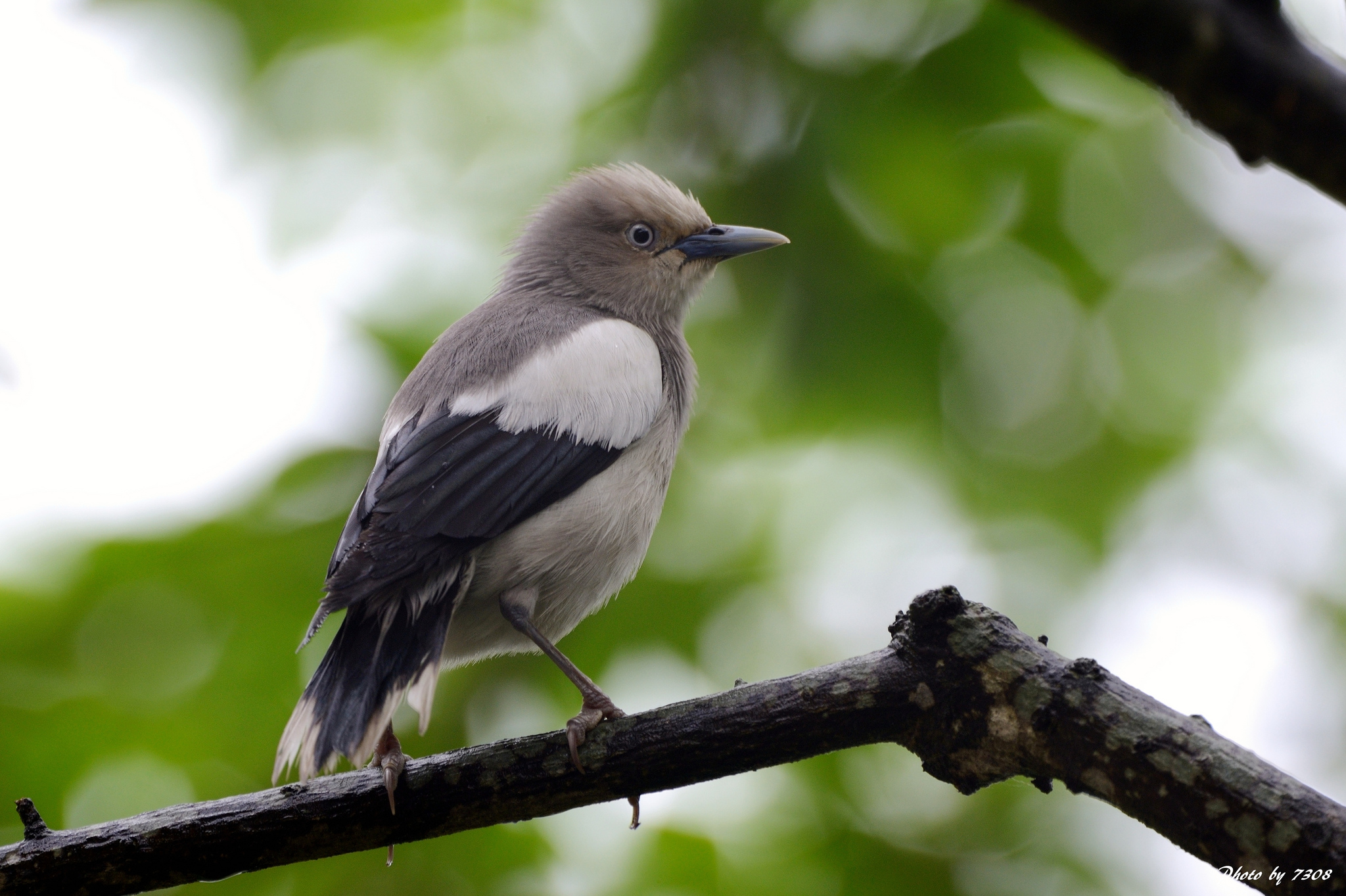 Starling White-spalle