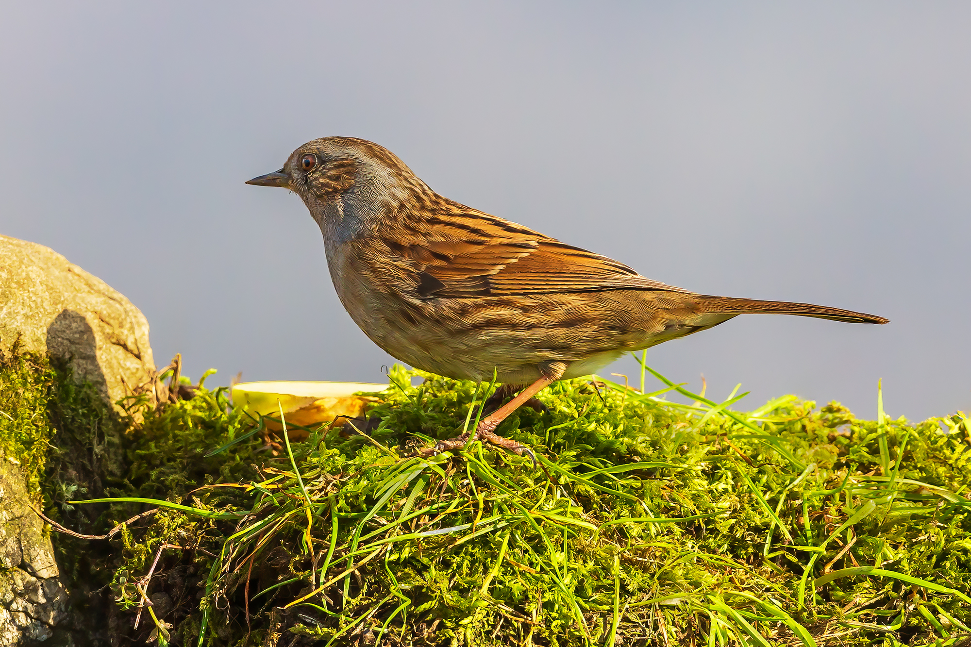 Dunnock