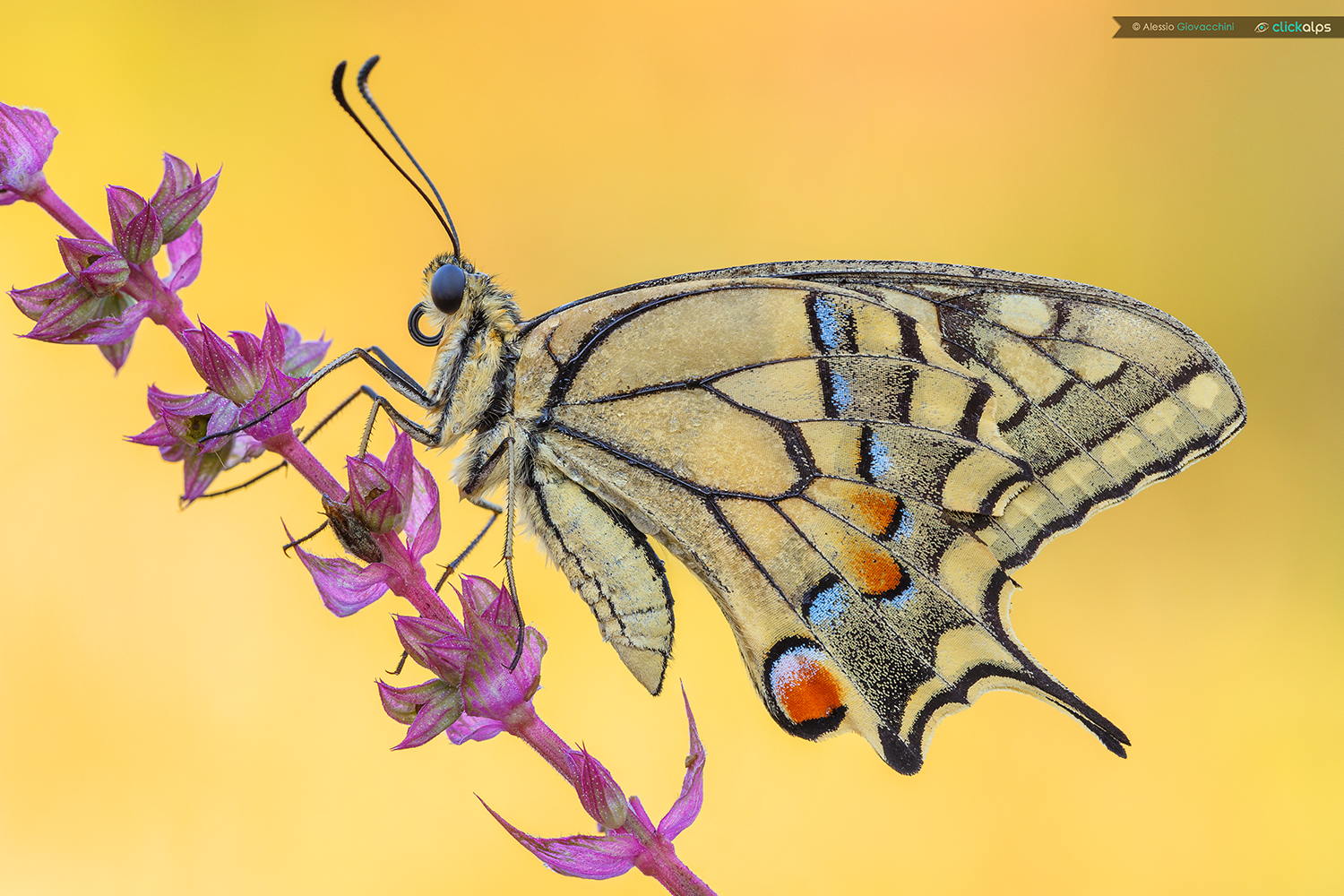 Papilio machaon