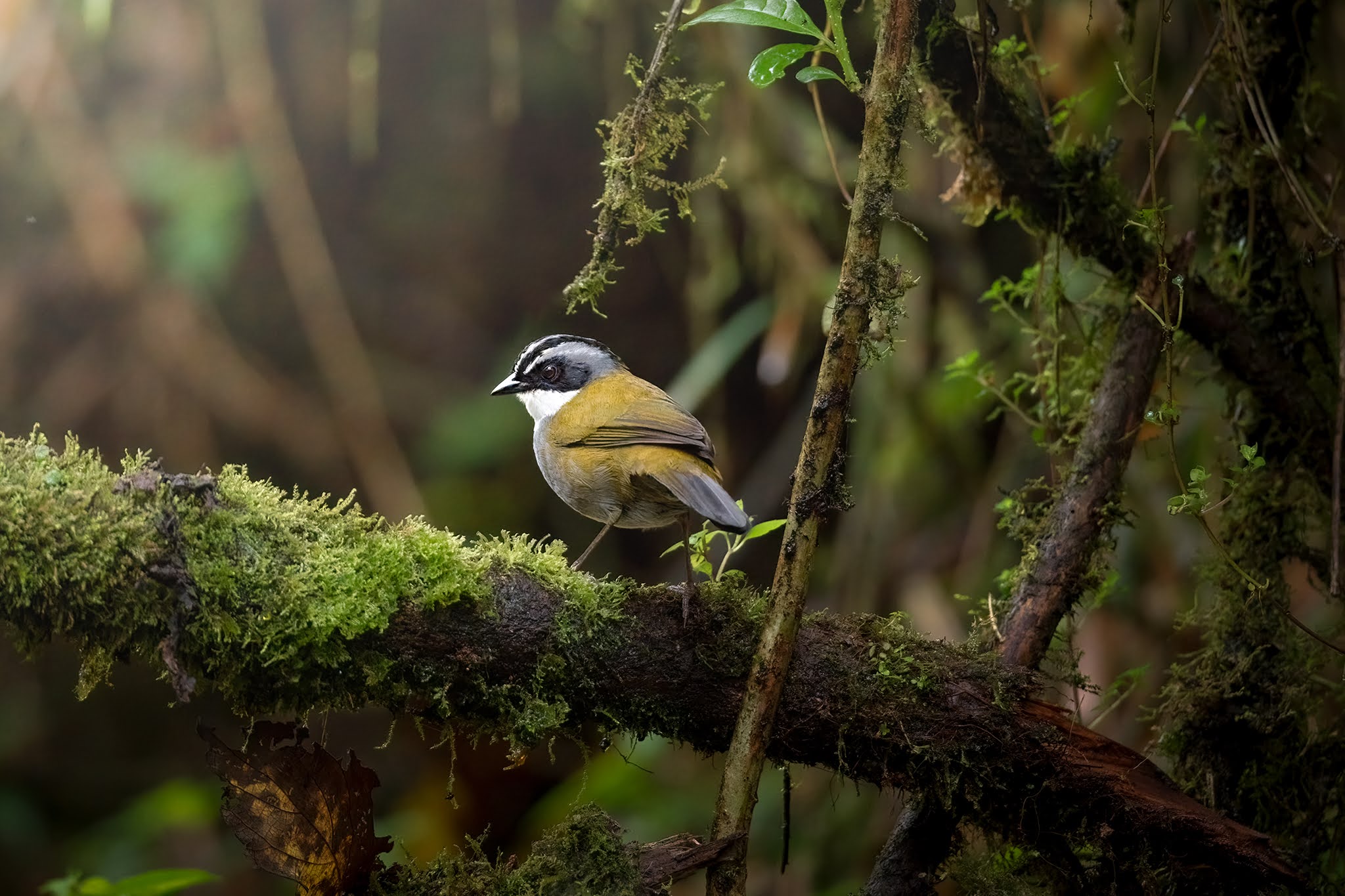 Striped-headed chaffinch