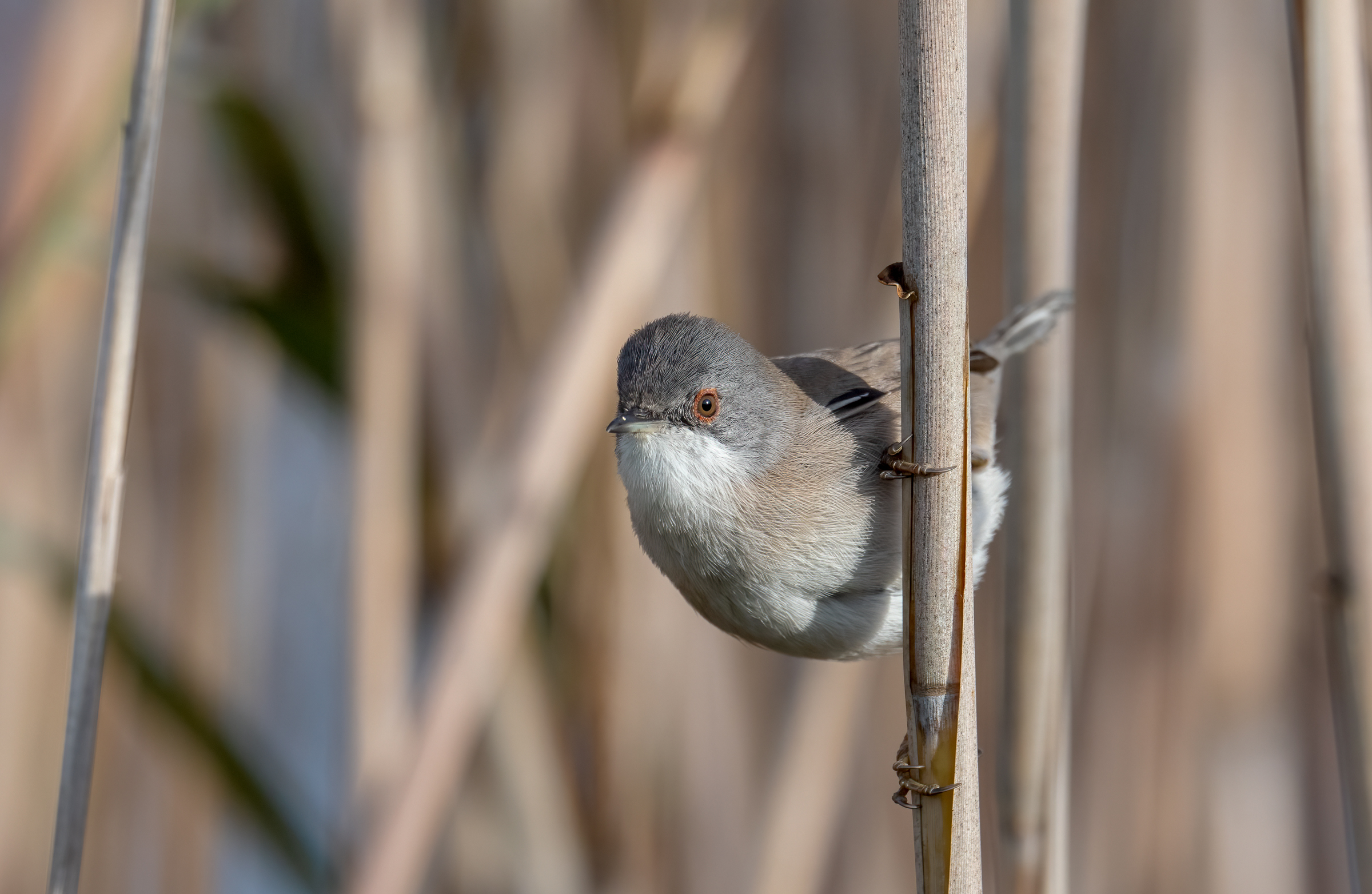 Curious warbler