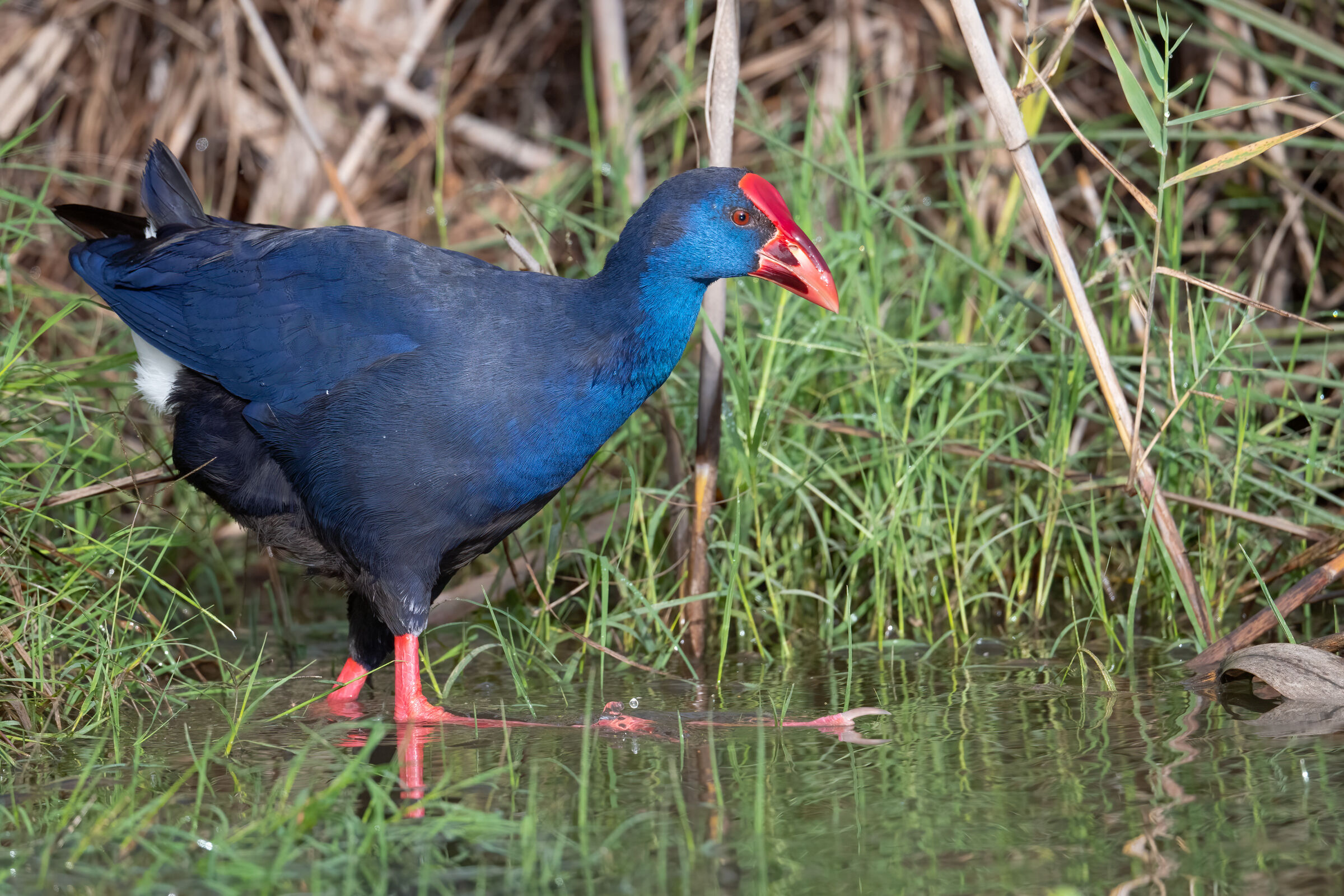 Swamphen