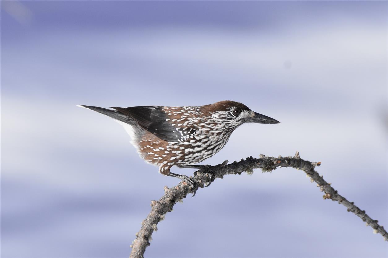 Nucifraga caryocatactes