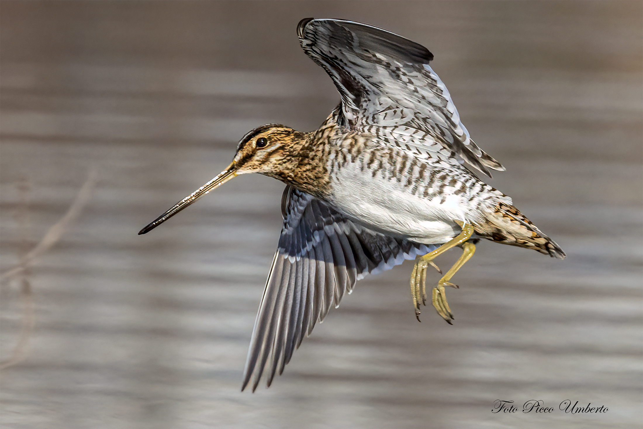 beccaccino in arrivo
