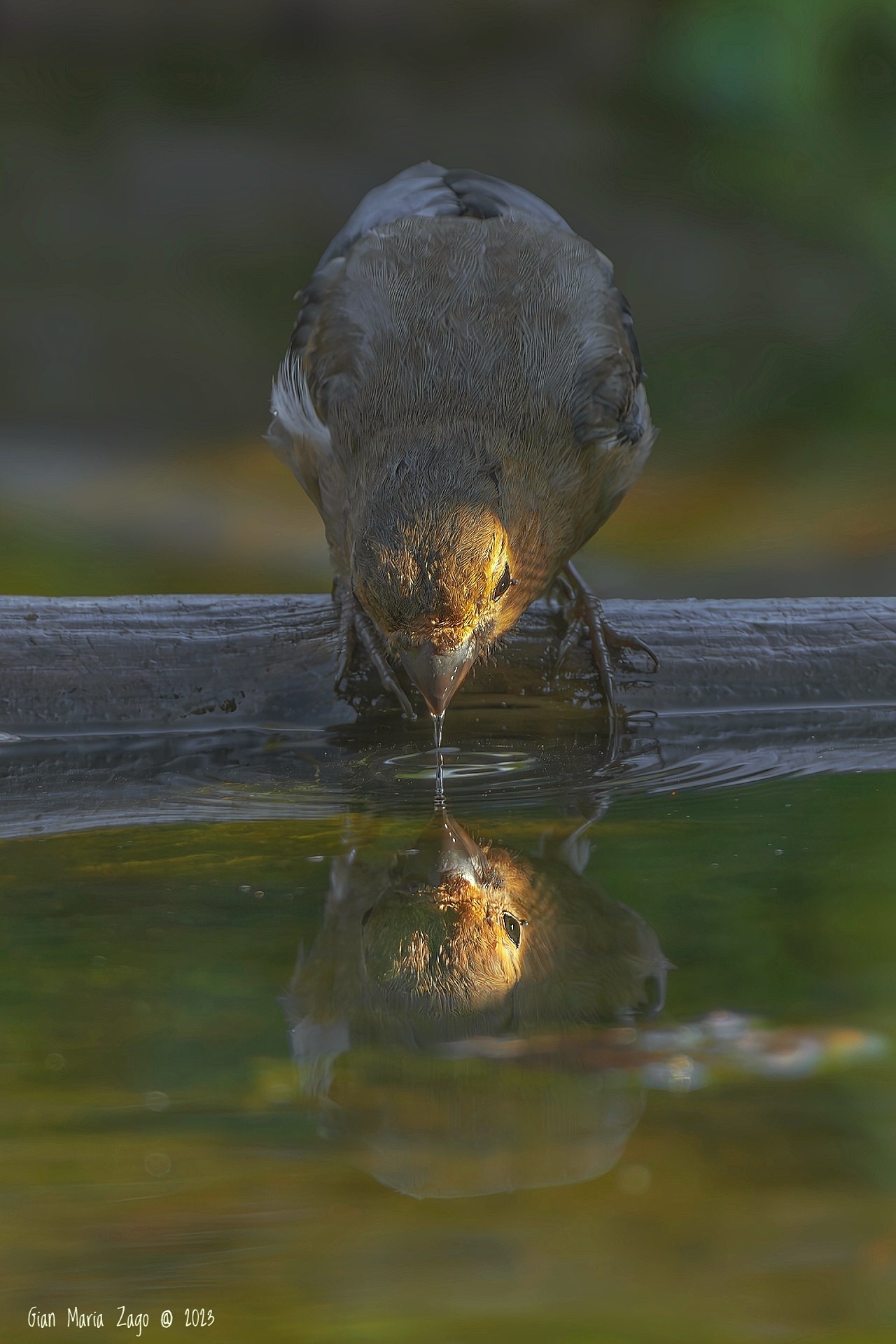 The thirst of the hawfrog