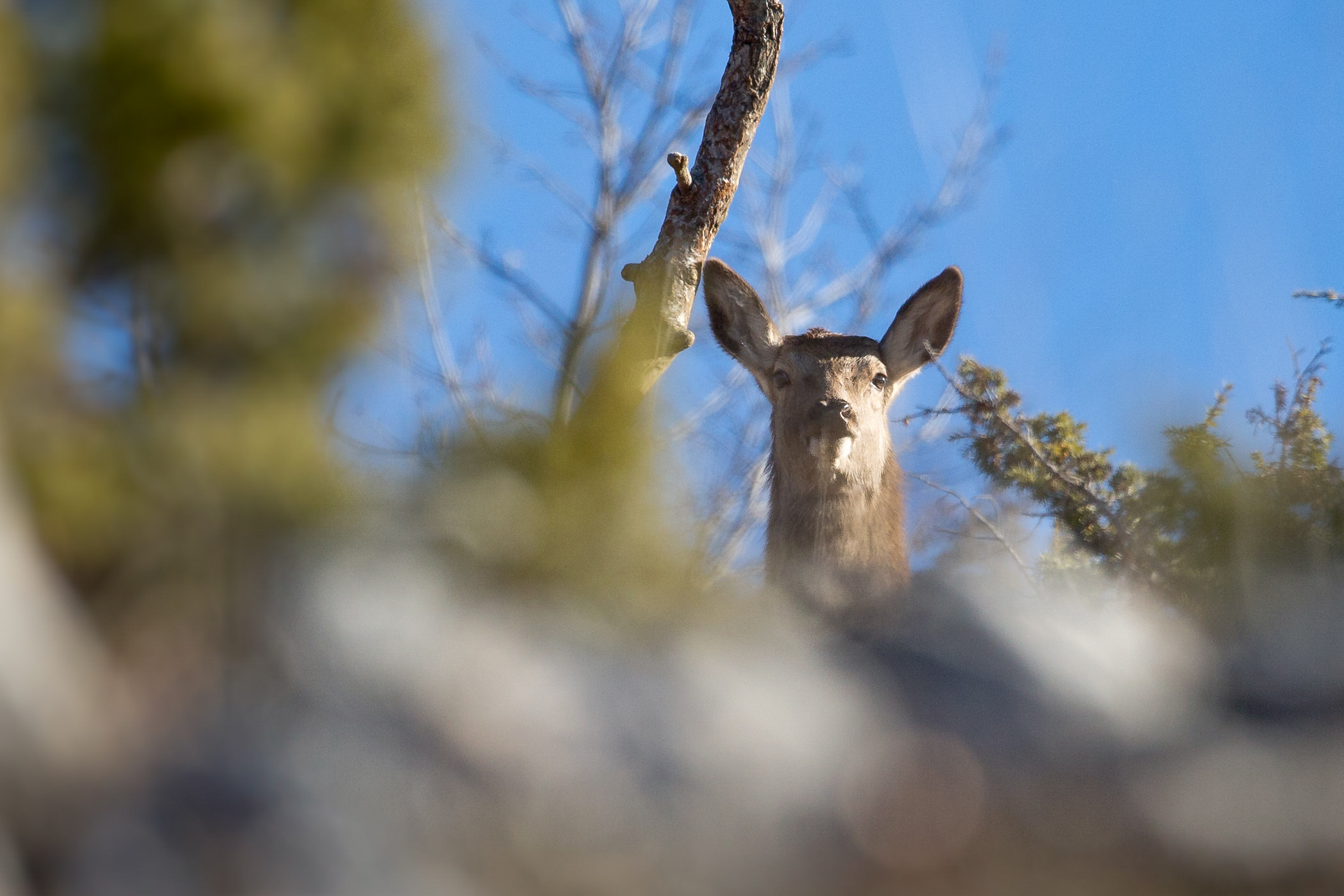 A scratch in the warmth of the sun