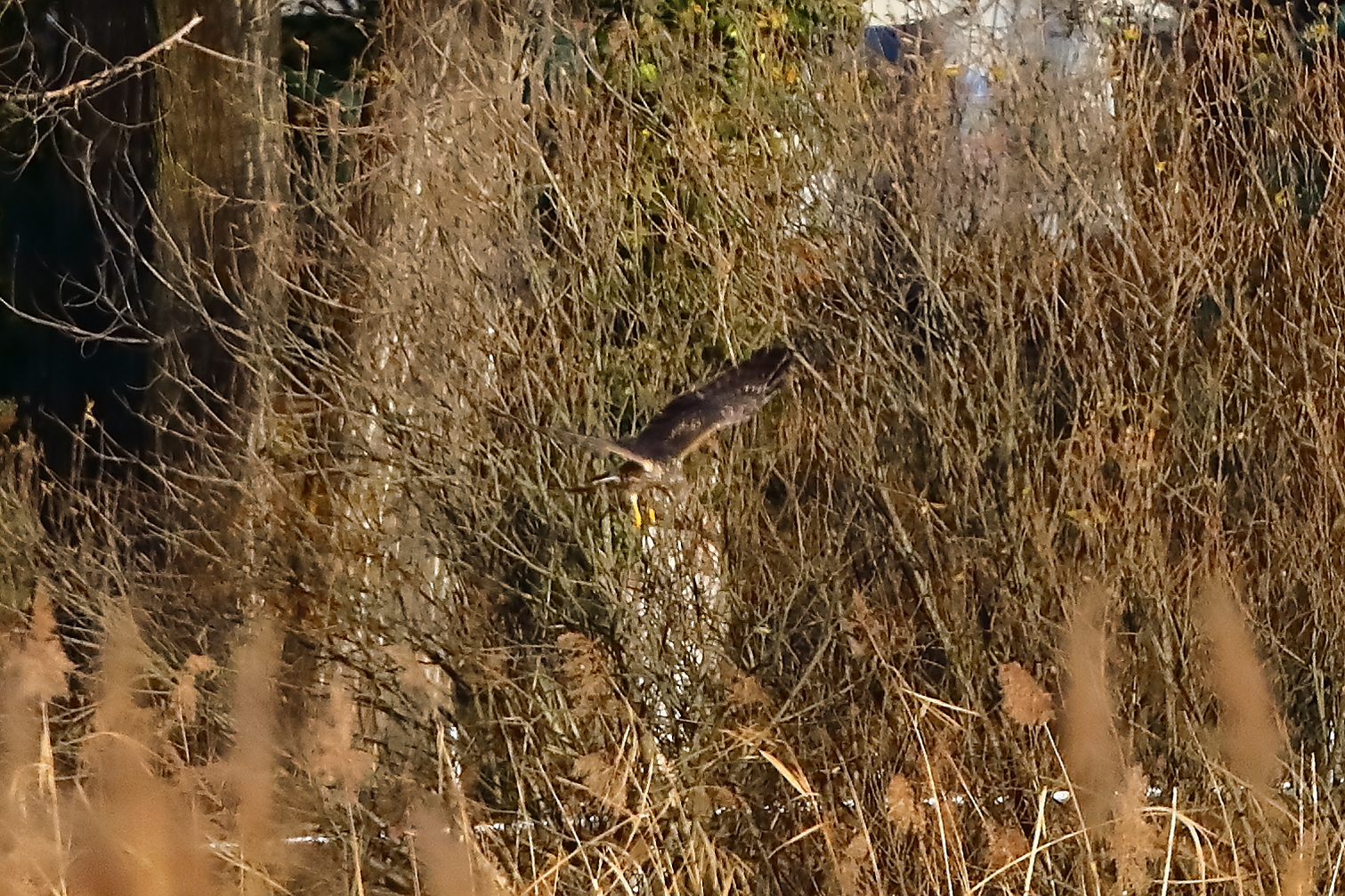 Hen Harrier 29-11-2023