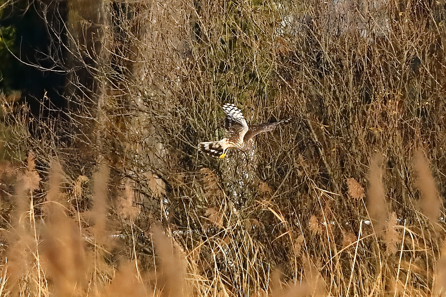 Hen Harrier 29-11-2023