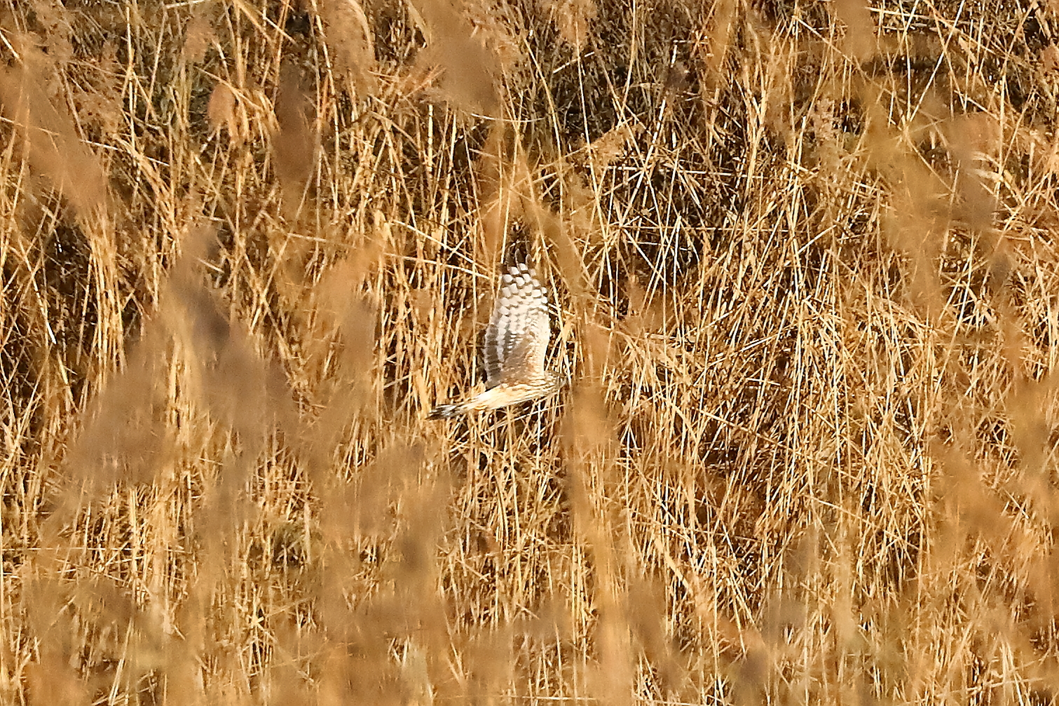 Hen Harrier 29-11-2023