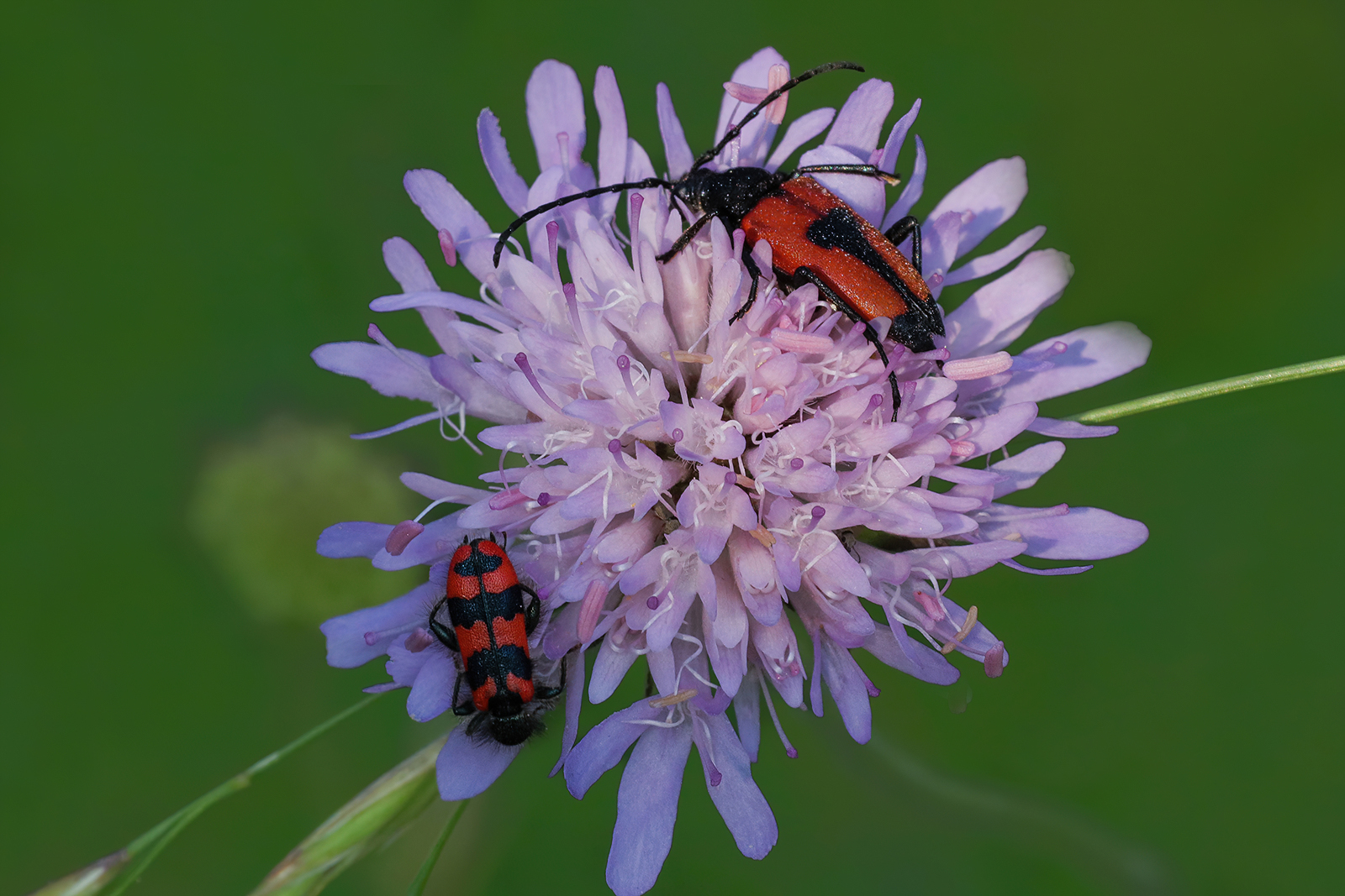 Stictoleptura cordigera + Trichodes alvearius