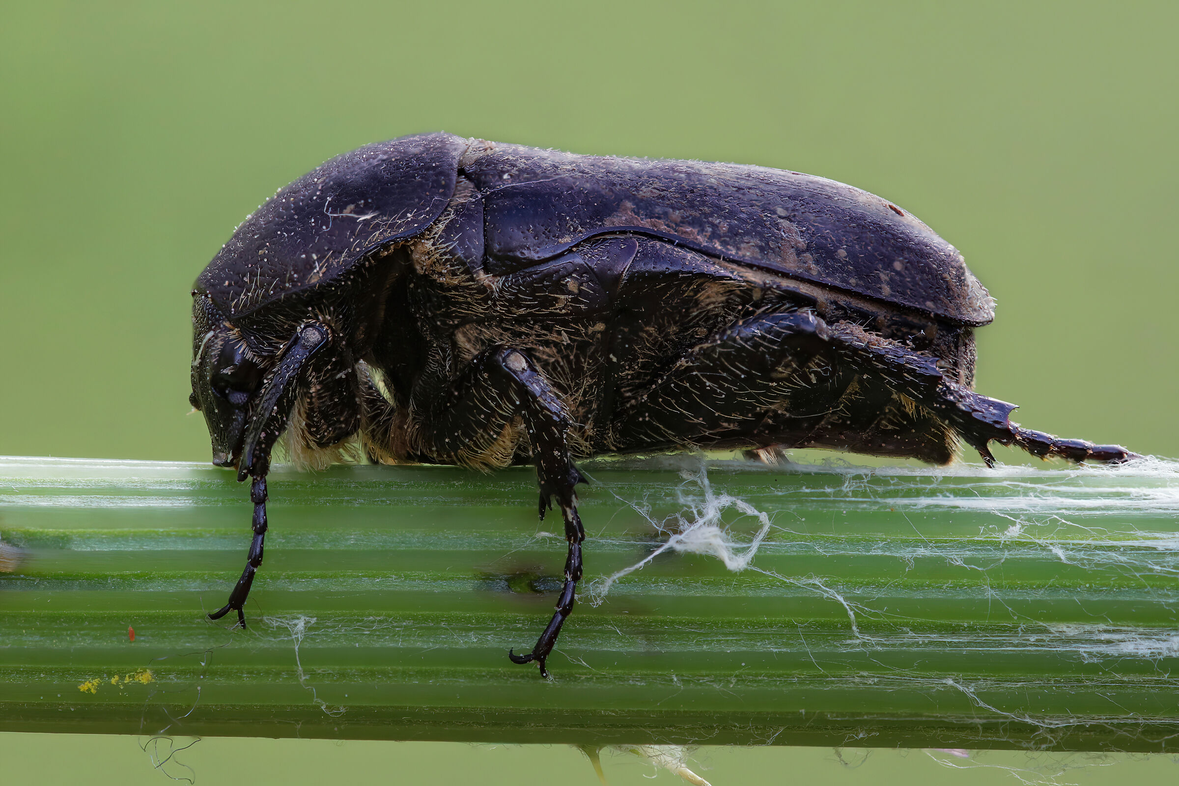 Protaetia sp. z o.o.